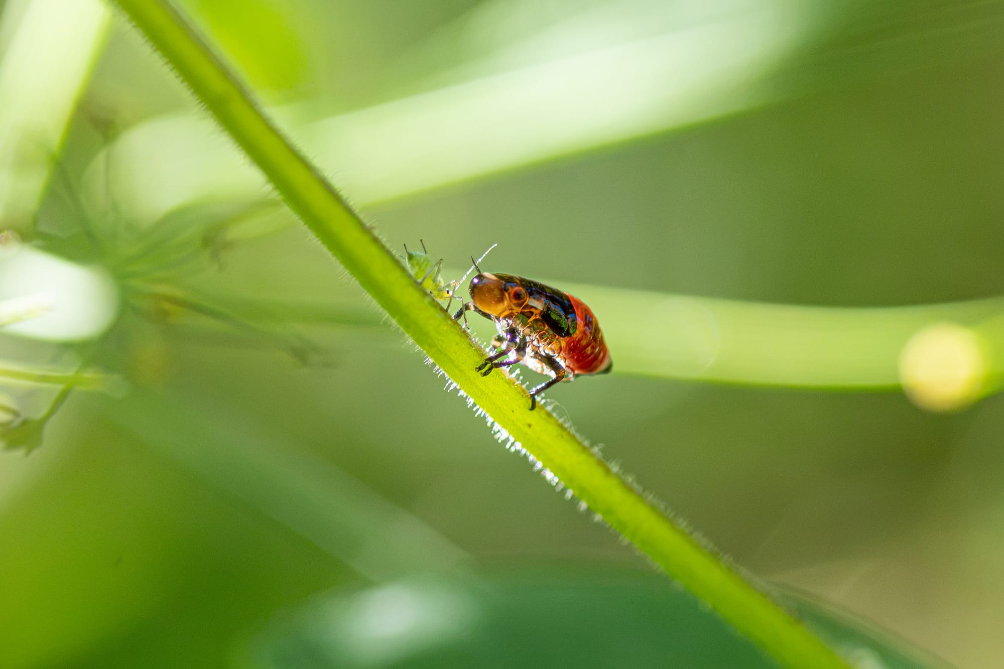 spittlebug