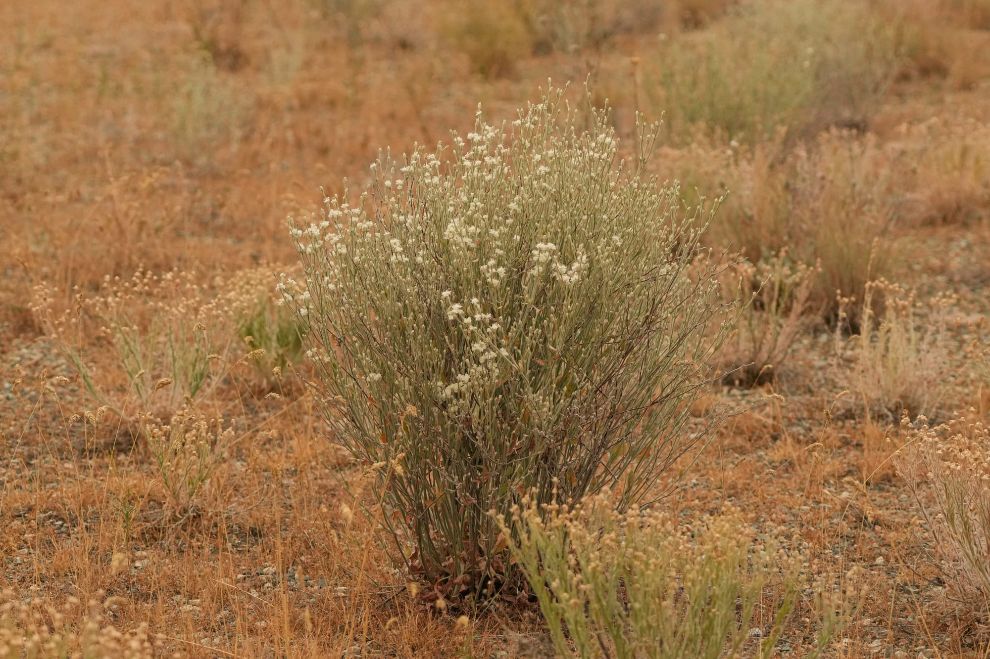 snow buckwheat