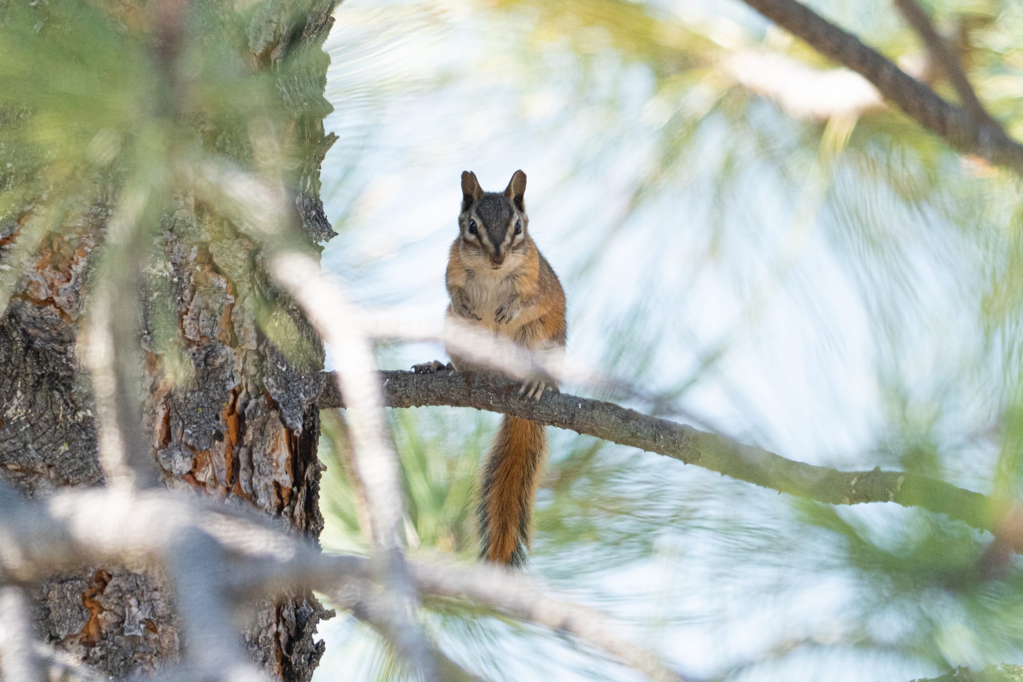 chipmunk