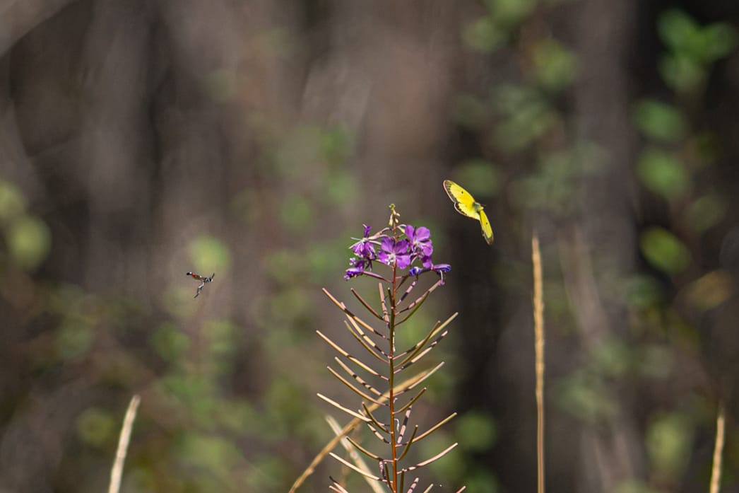 butterfly at a flower