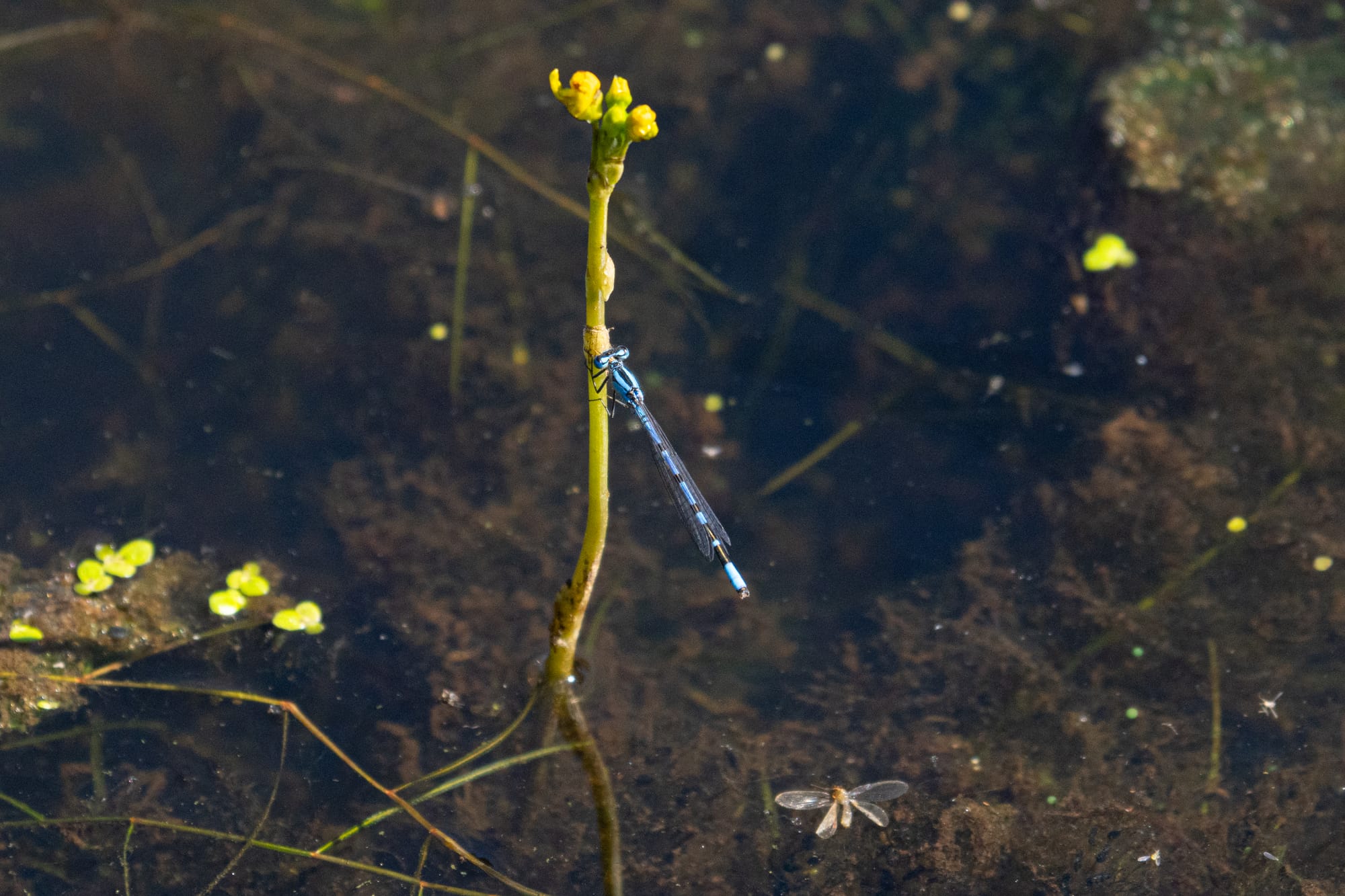 damselfly