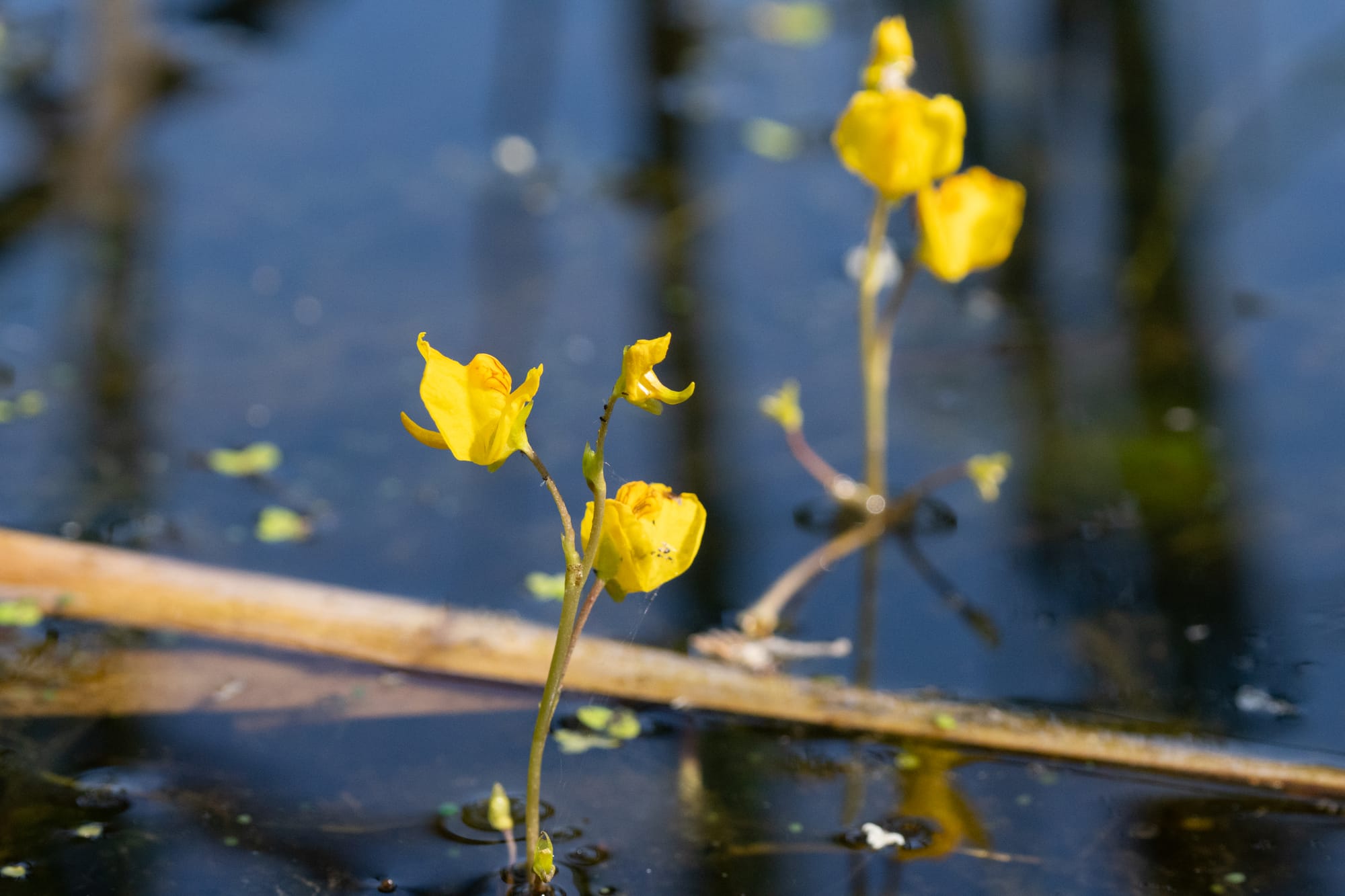 bladderworts