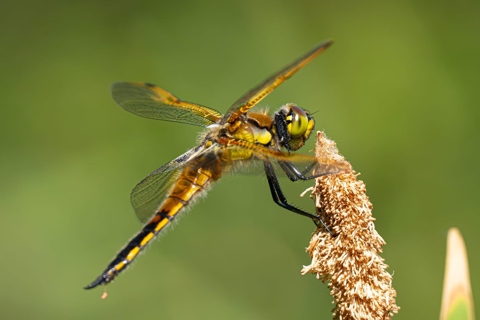 dragonfly