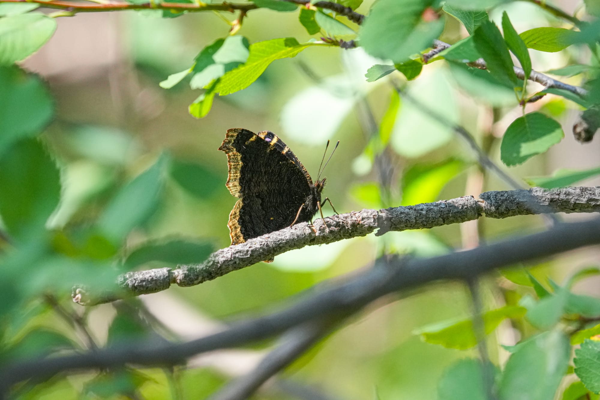 mourning cloak