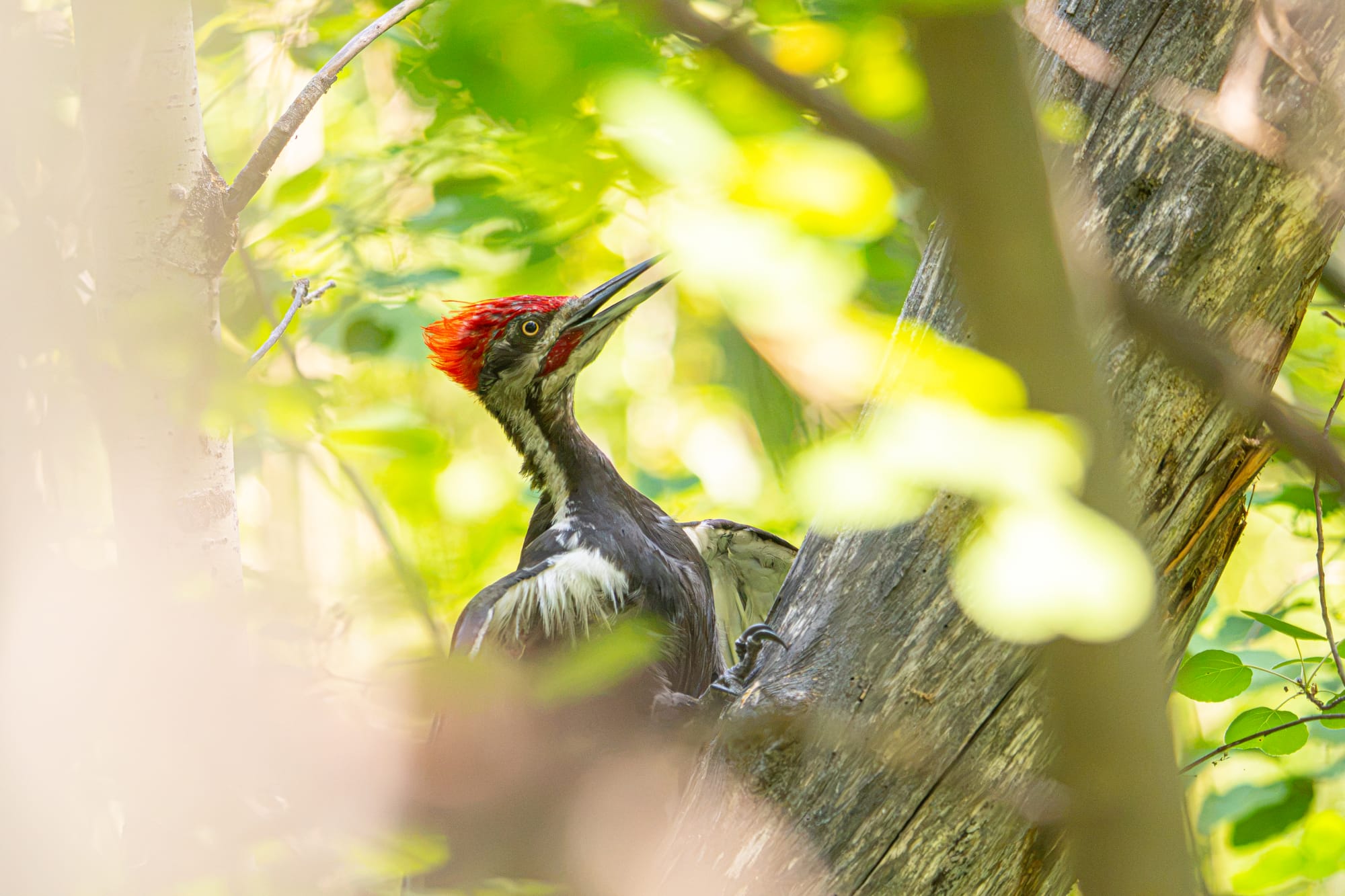 pileated woodpecker