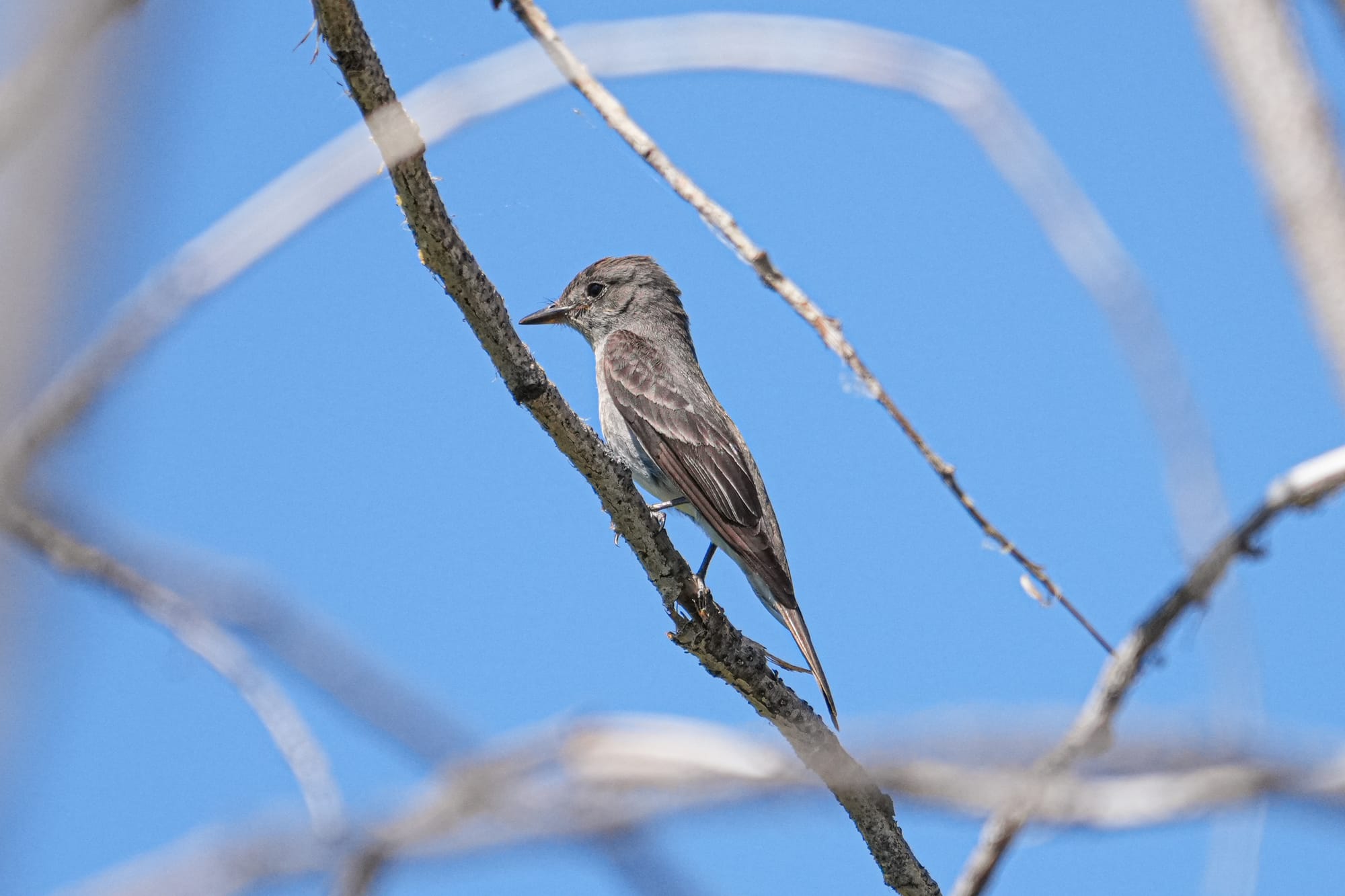 western wood-pewee