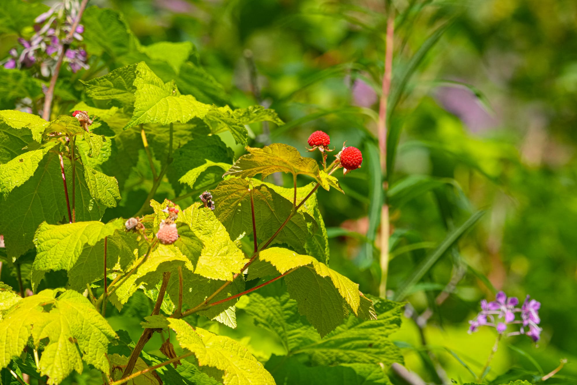 thimbleberries