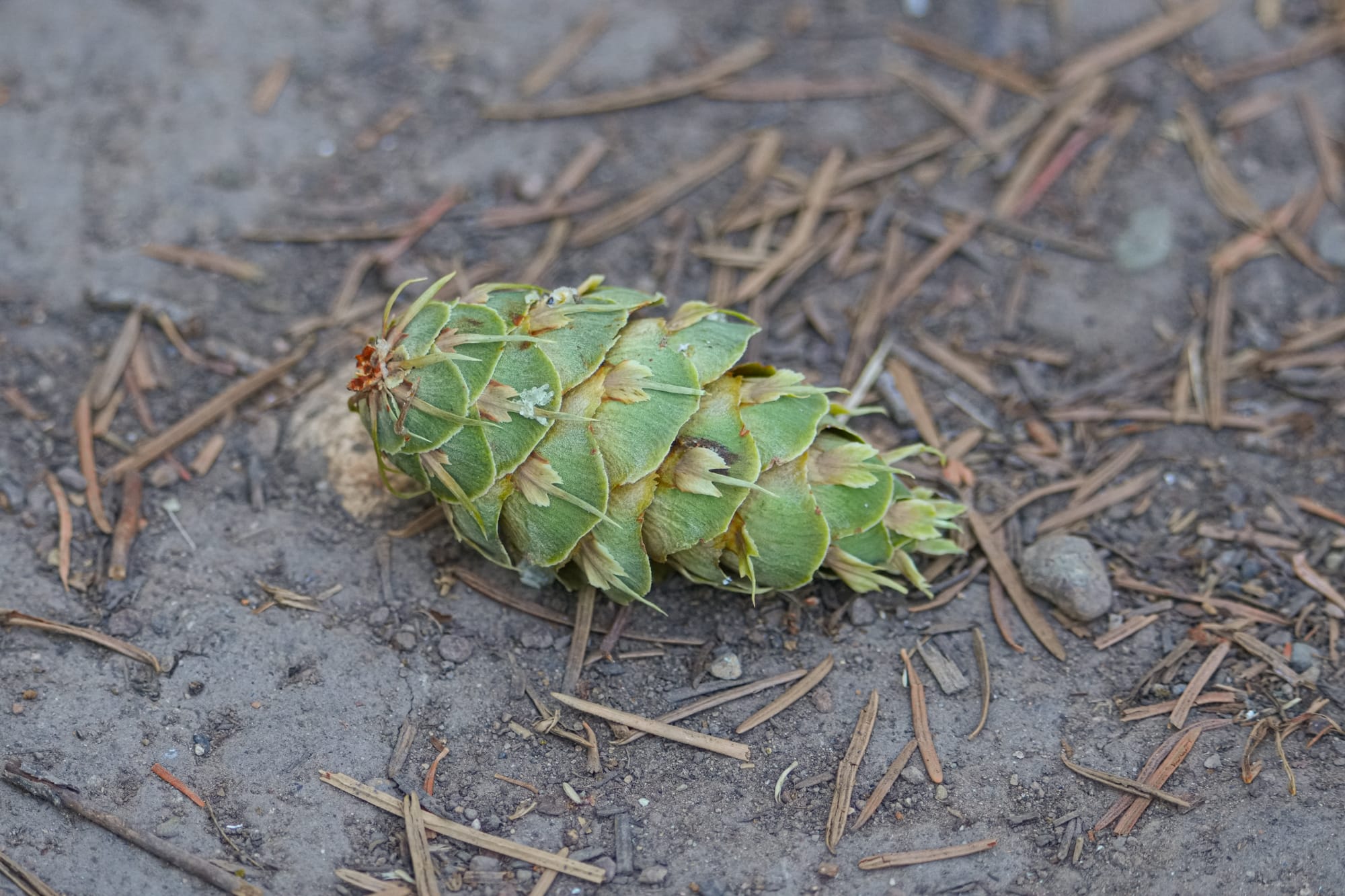 Douglas-fir cone