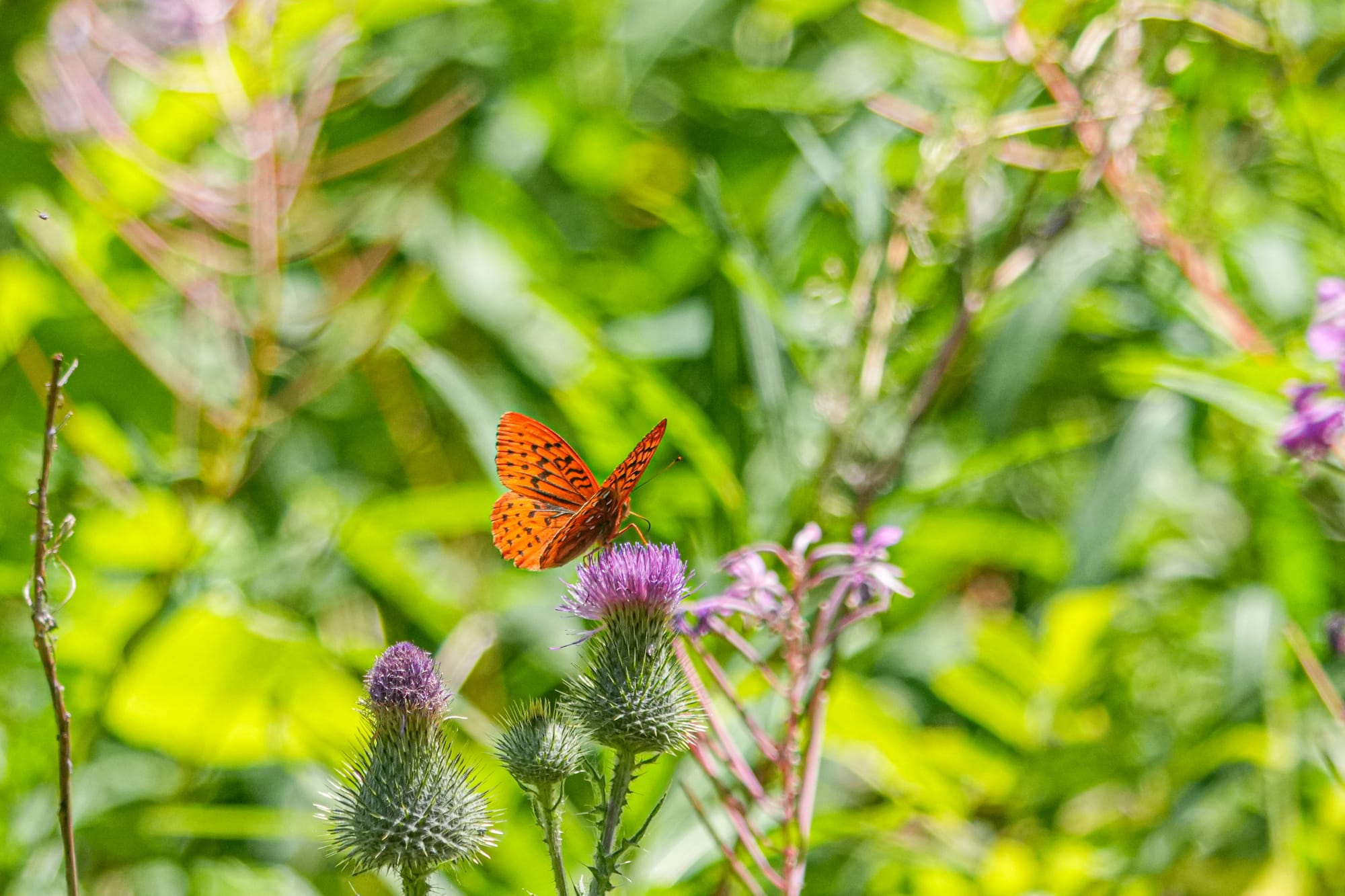 Fritillary on flower