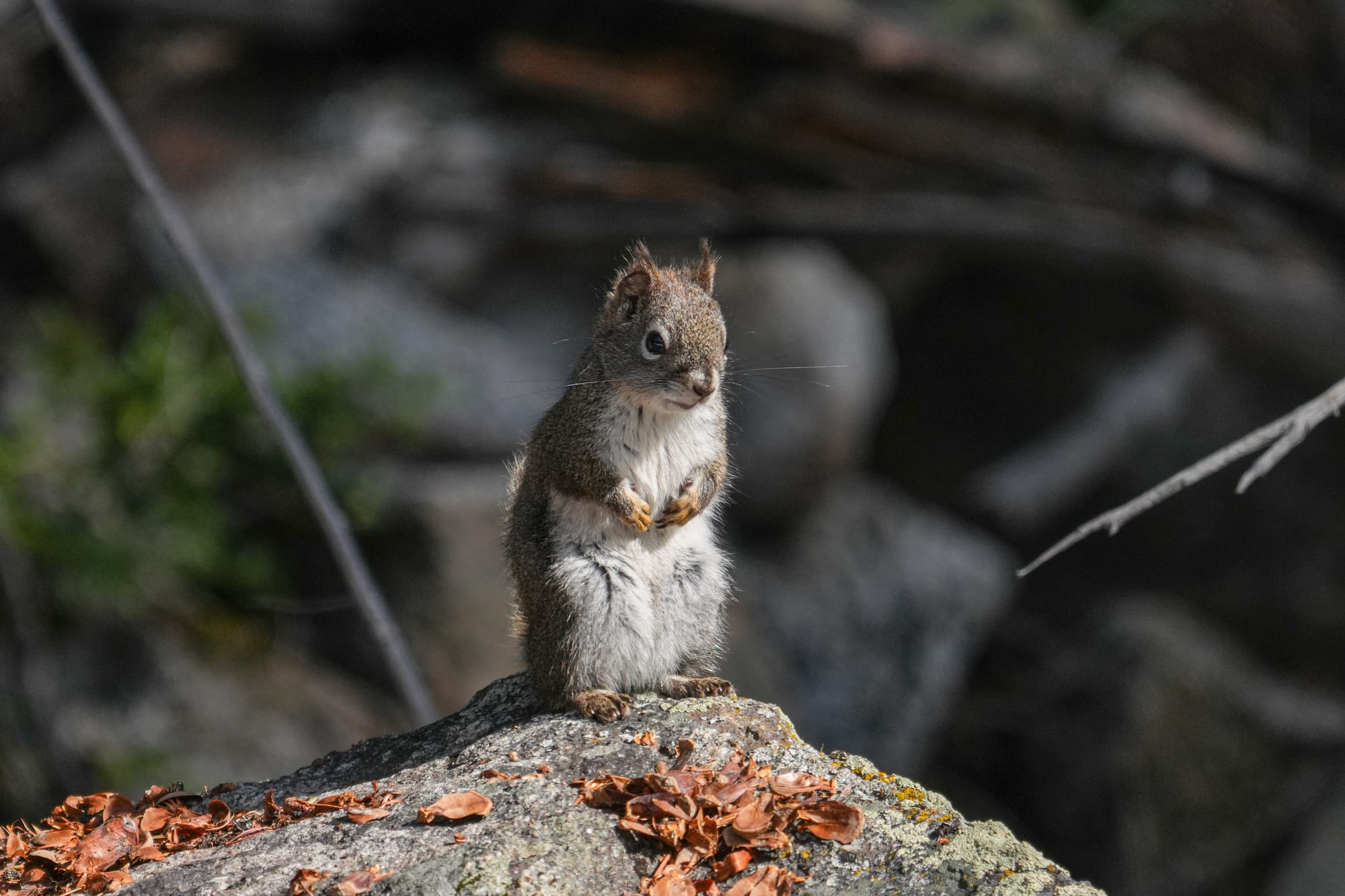 red squirrel