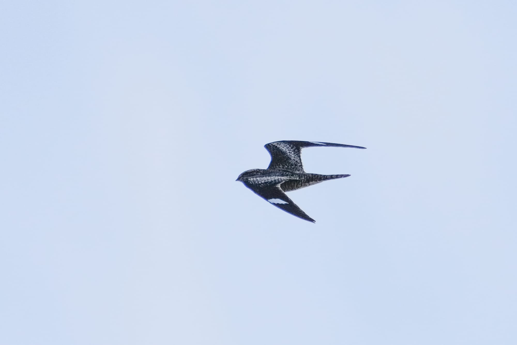 common nighthawk