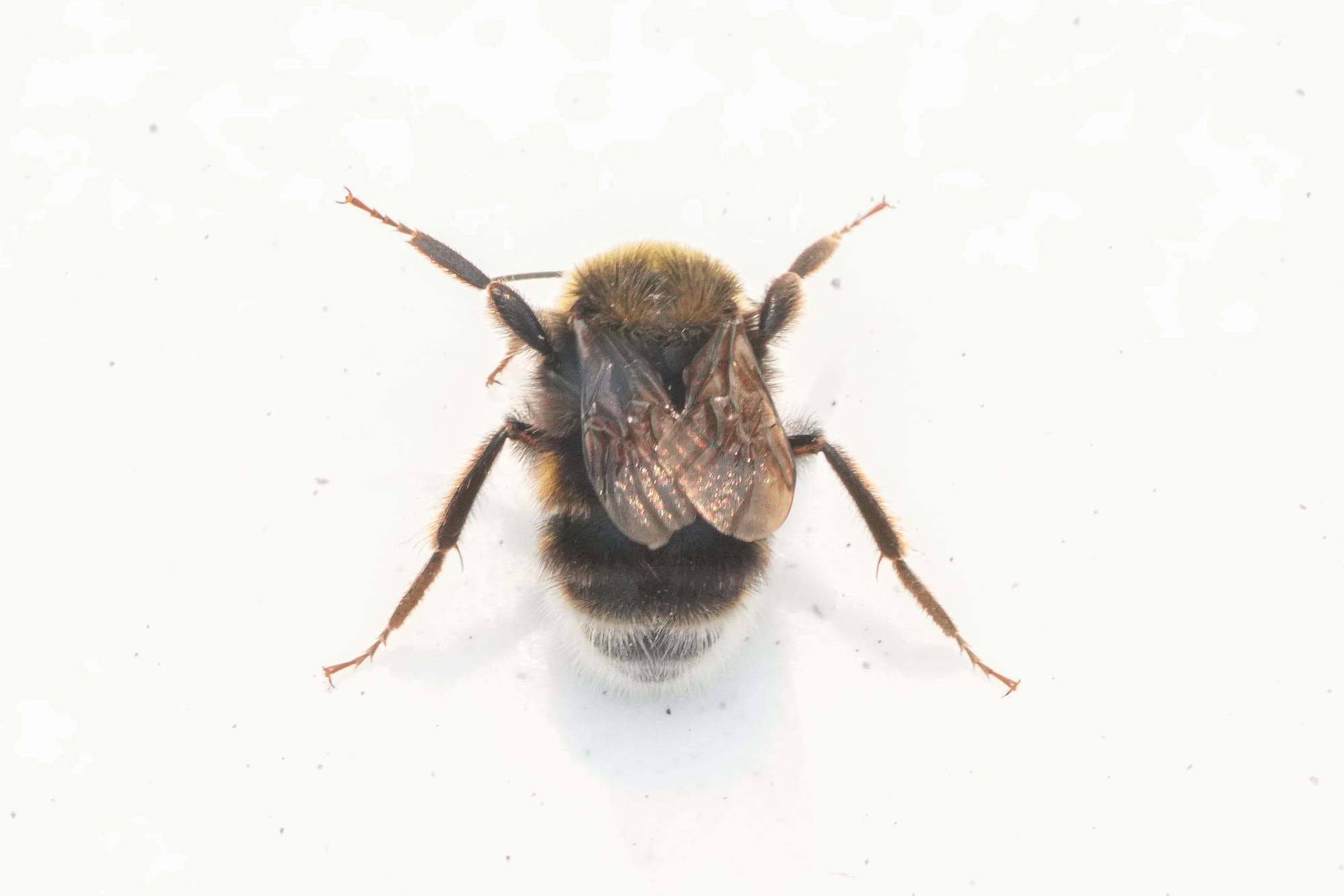 western bumblebee