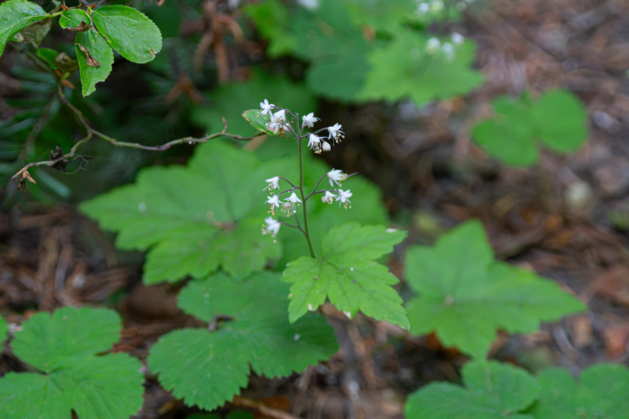 foamflower