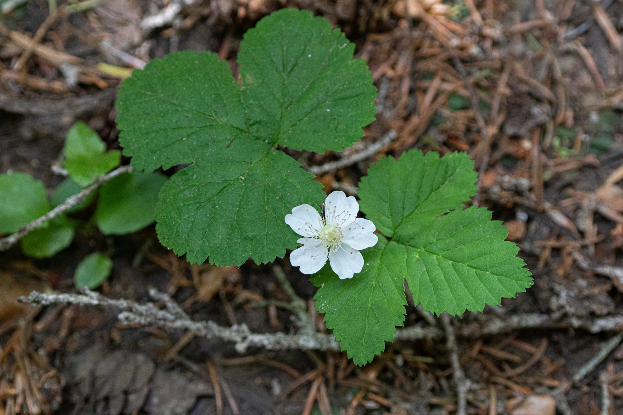 dwarf bramble