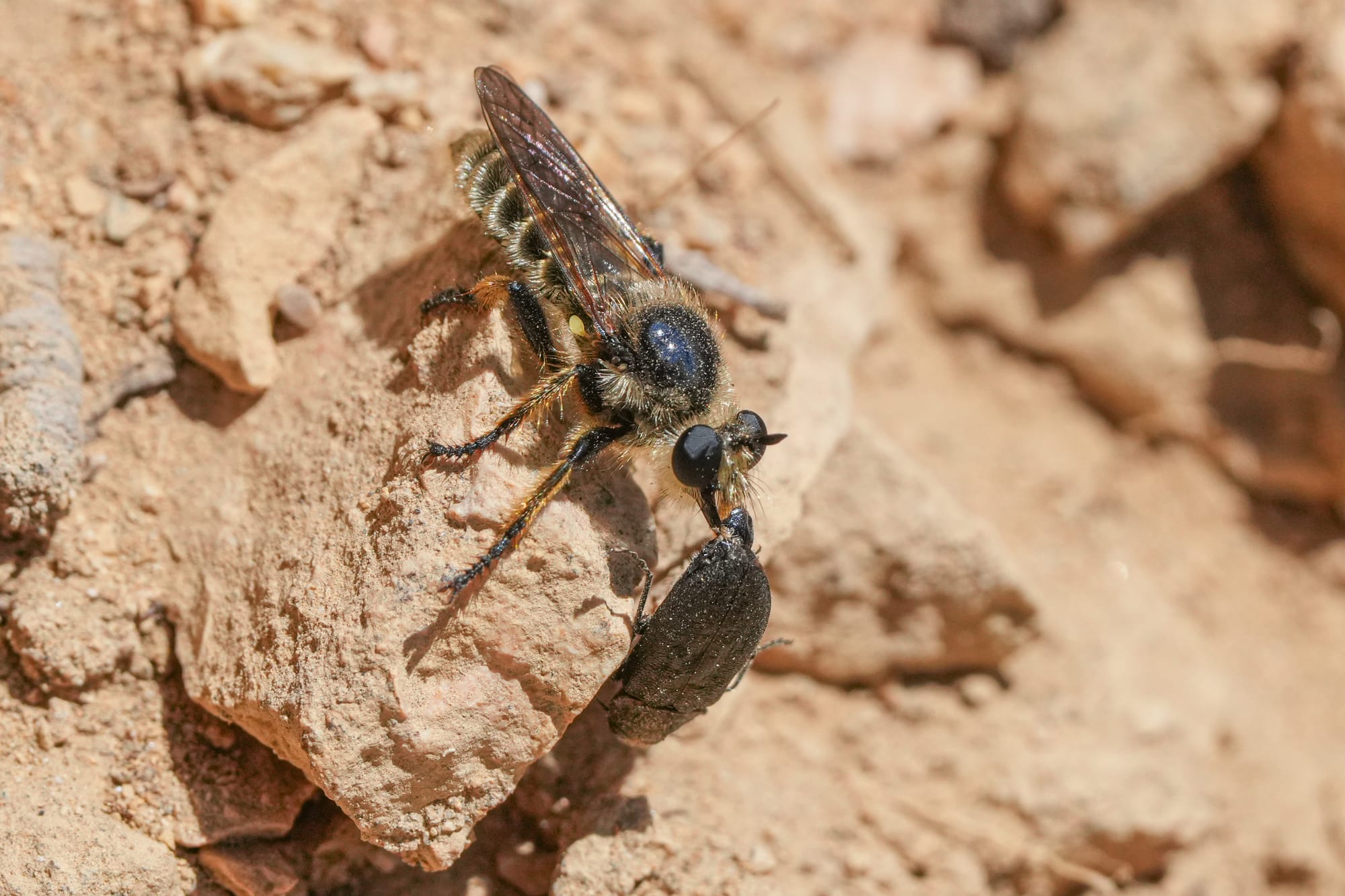 robber fly