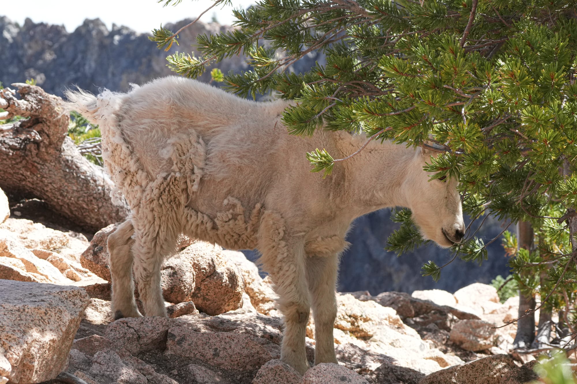 mountain goat