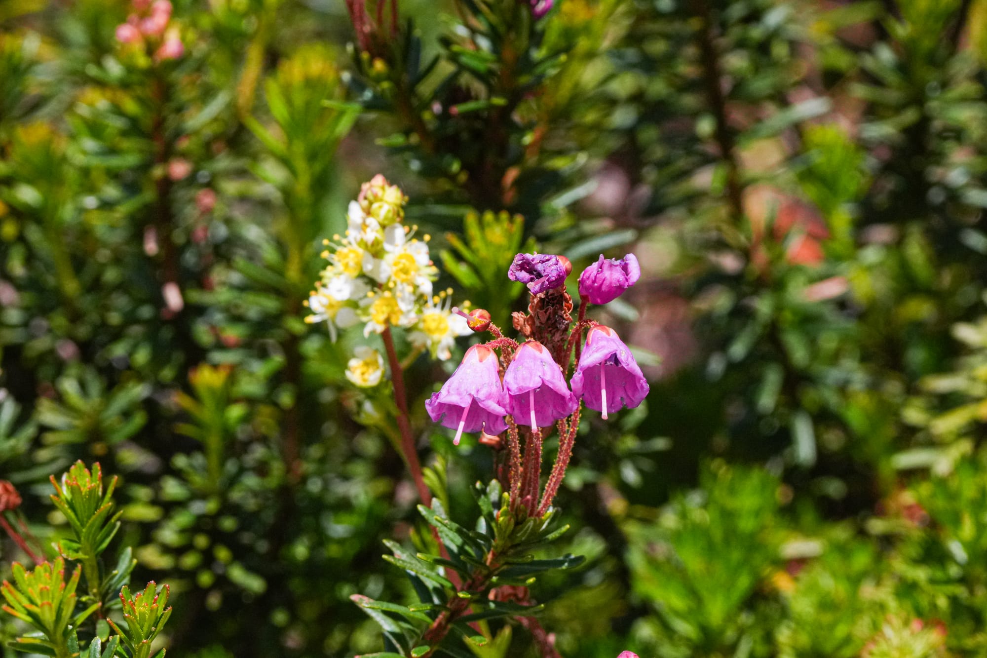 red mountain heather