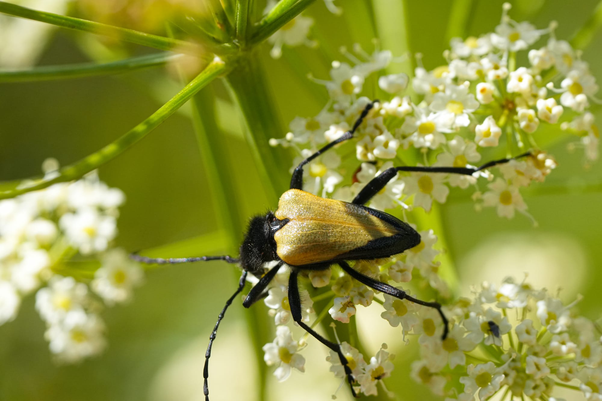 beetle