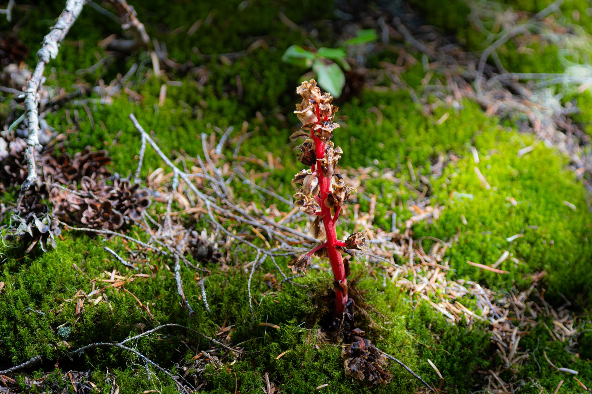 coralroot