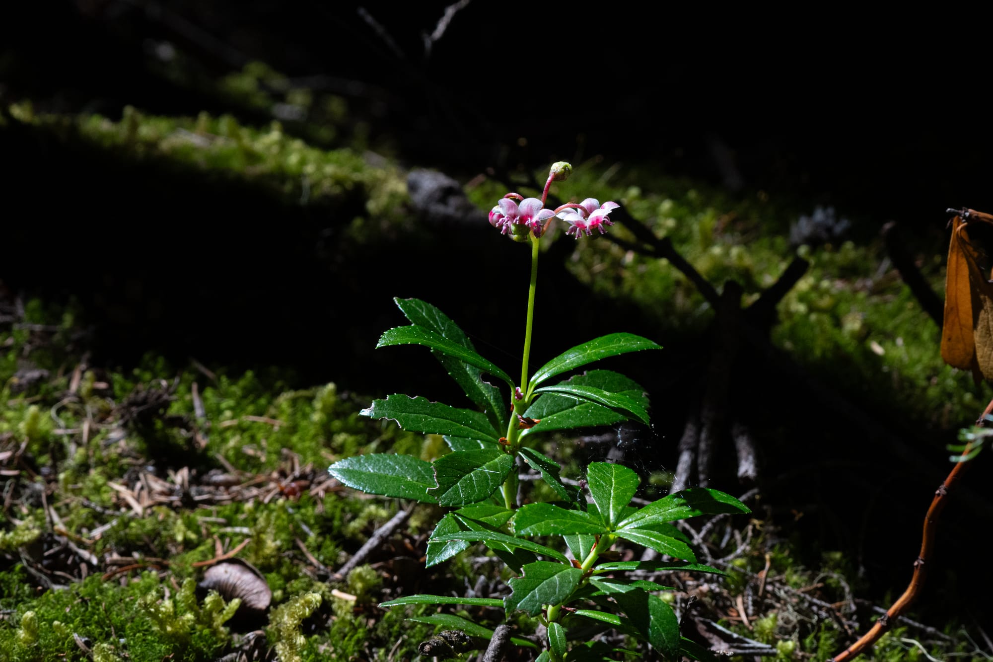 Pipsissewa