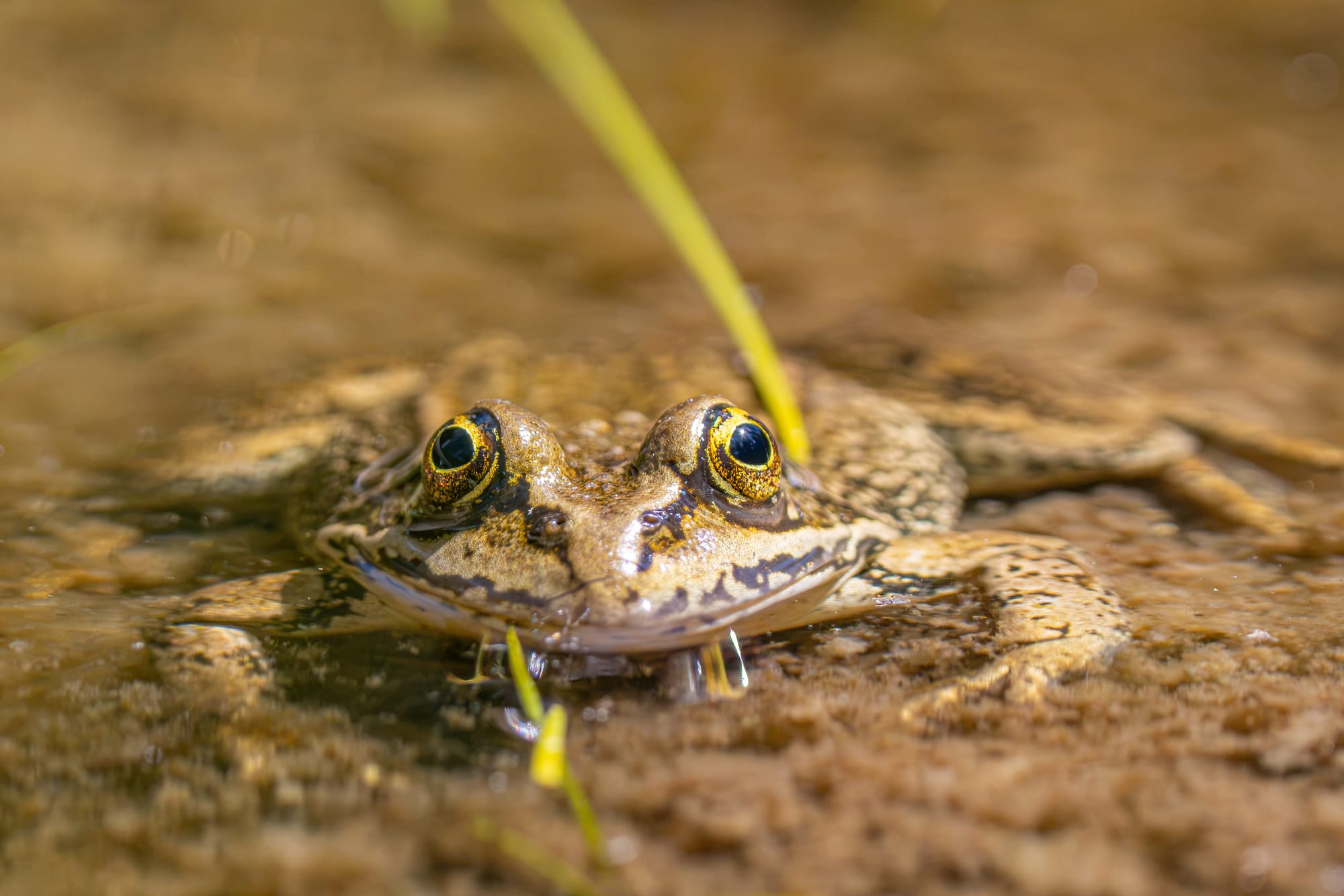 spotted frog