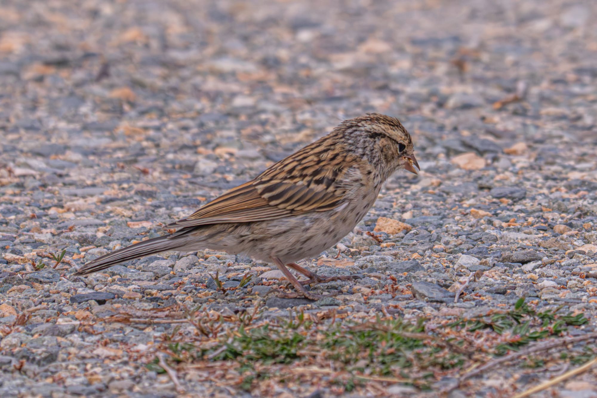 chipping sparrow