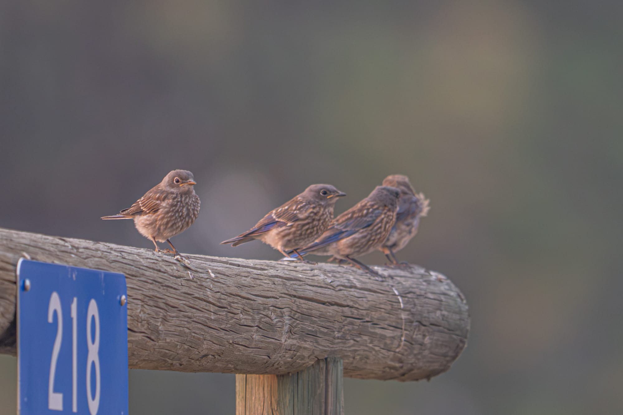 fledgling western bluebirds