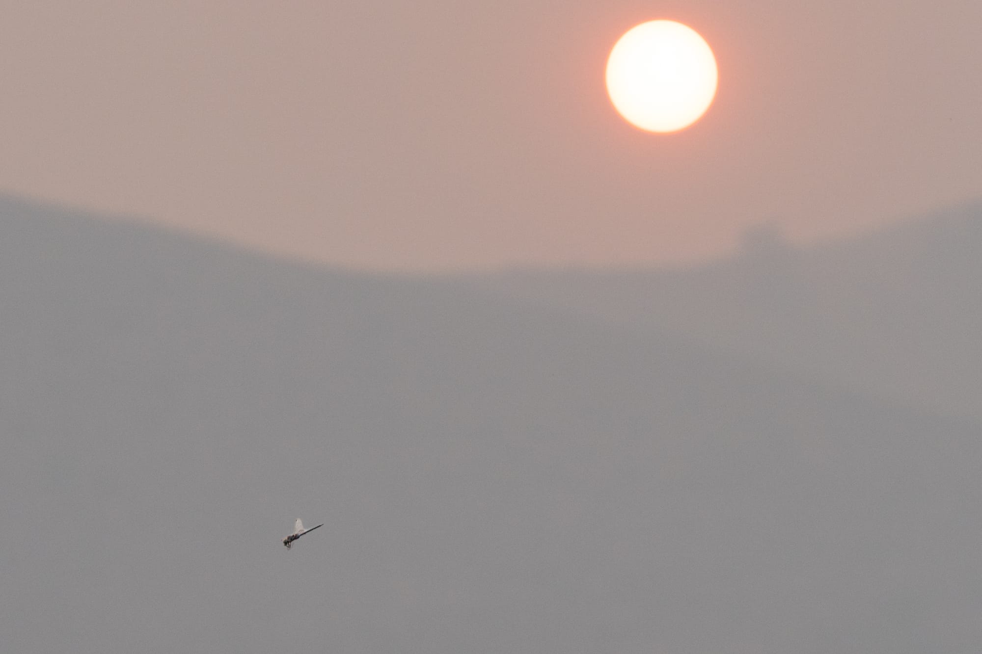 darner in front of sun