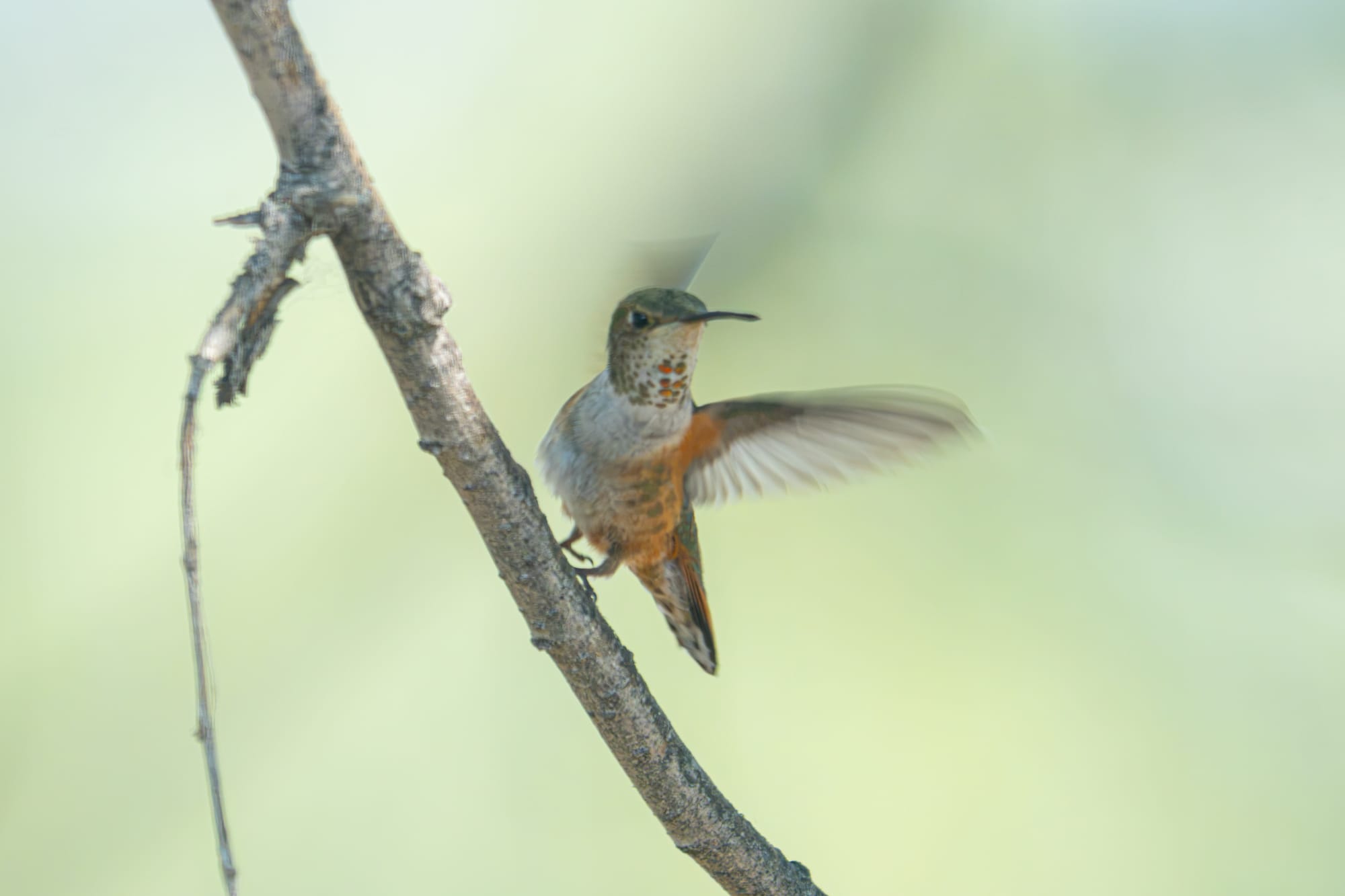 rufous hummingbird