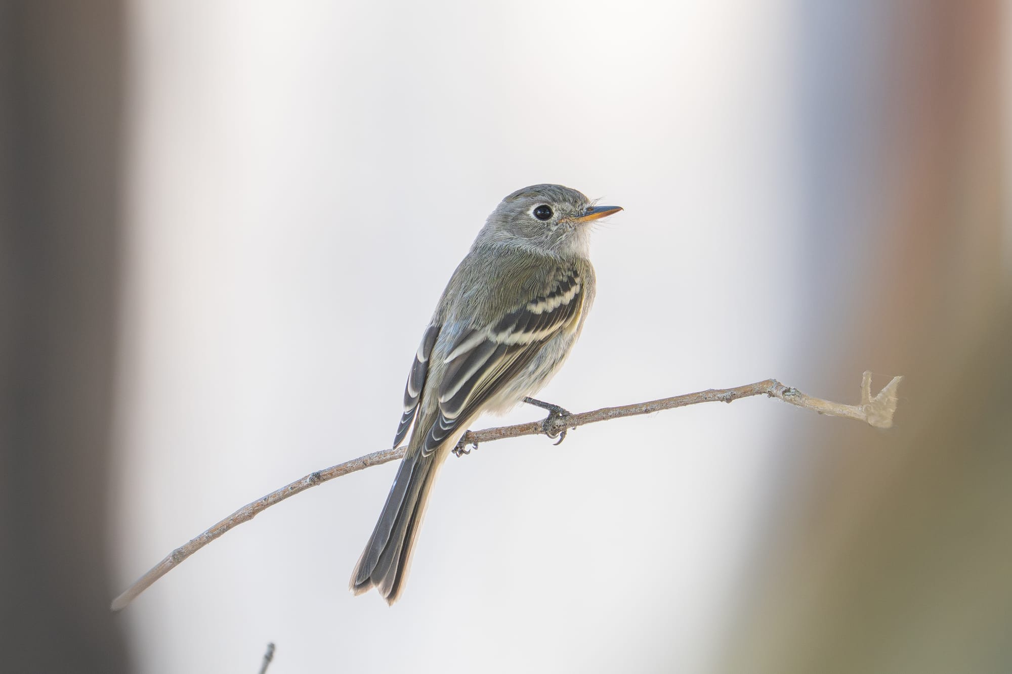 dusky flycatcher