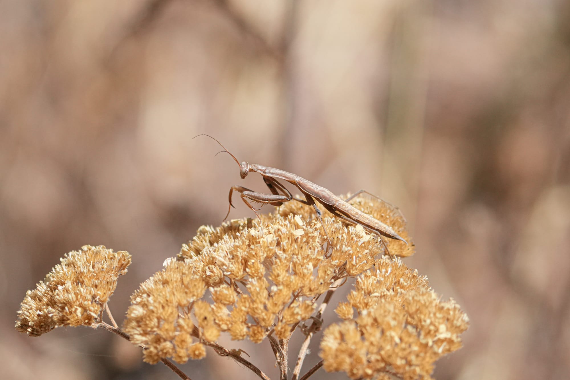 praying mantis