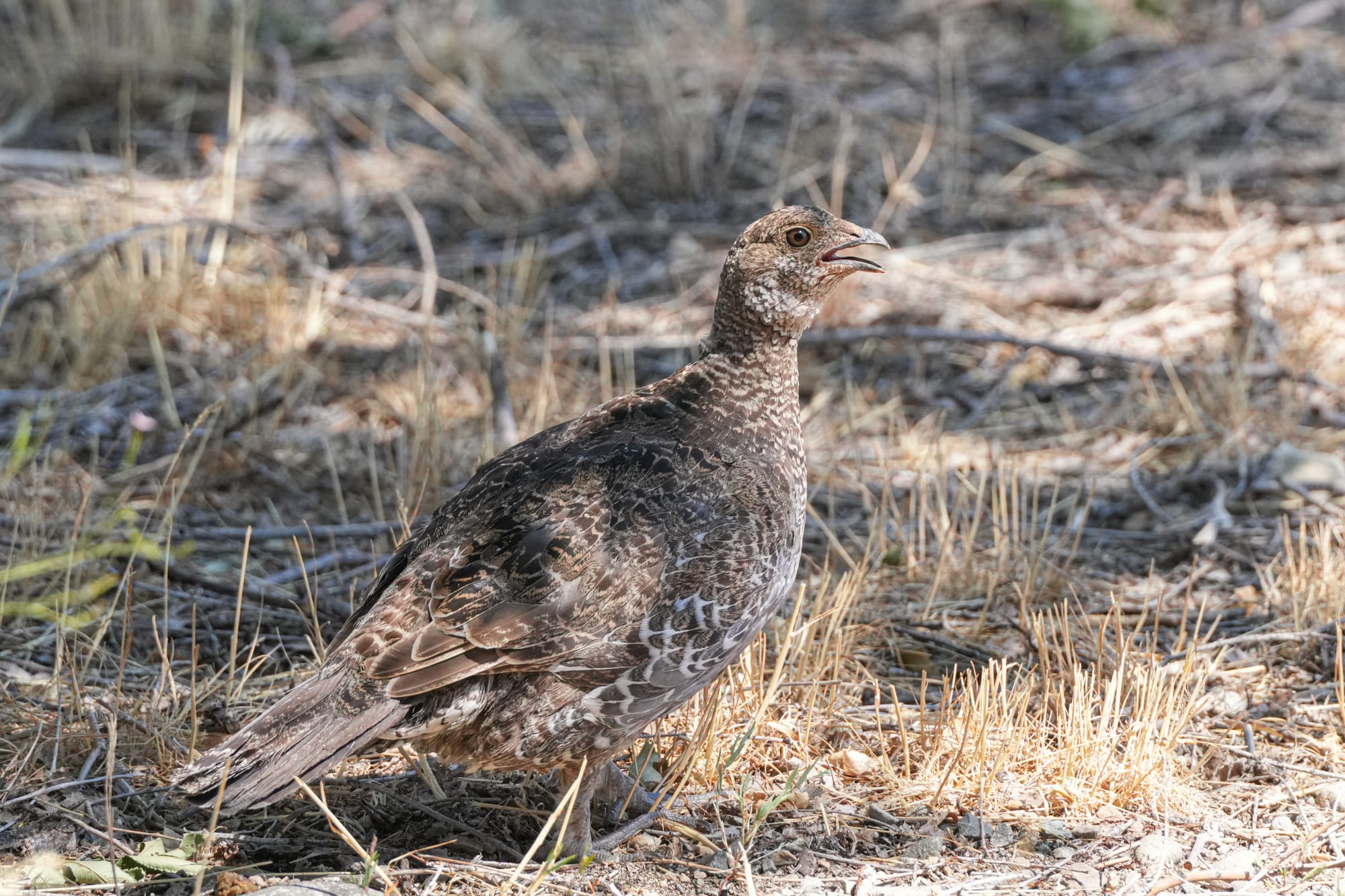 dusky grouse