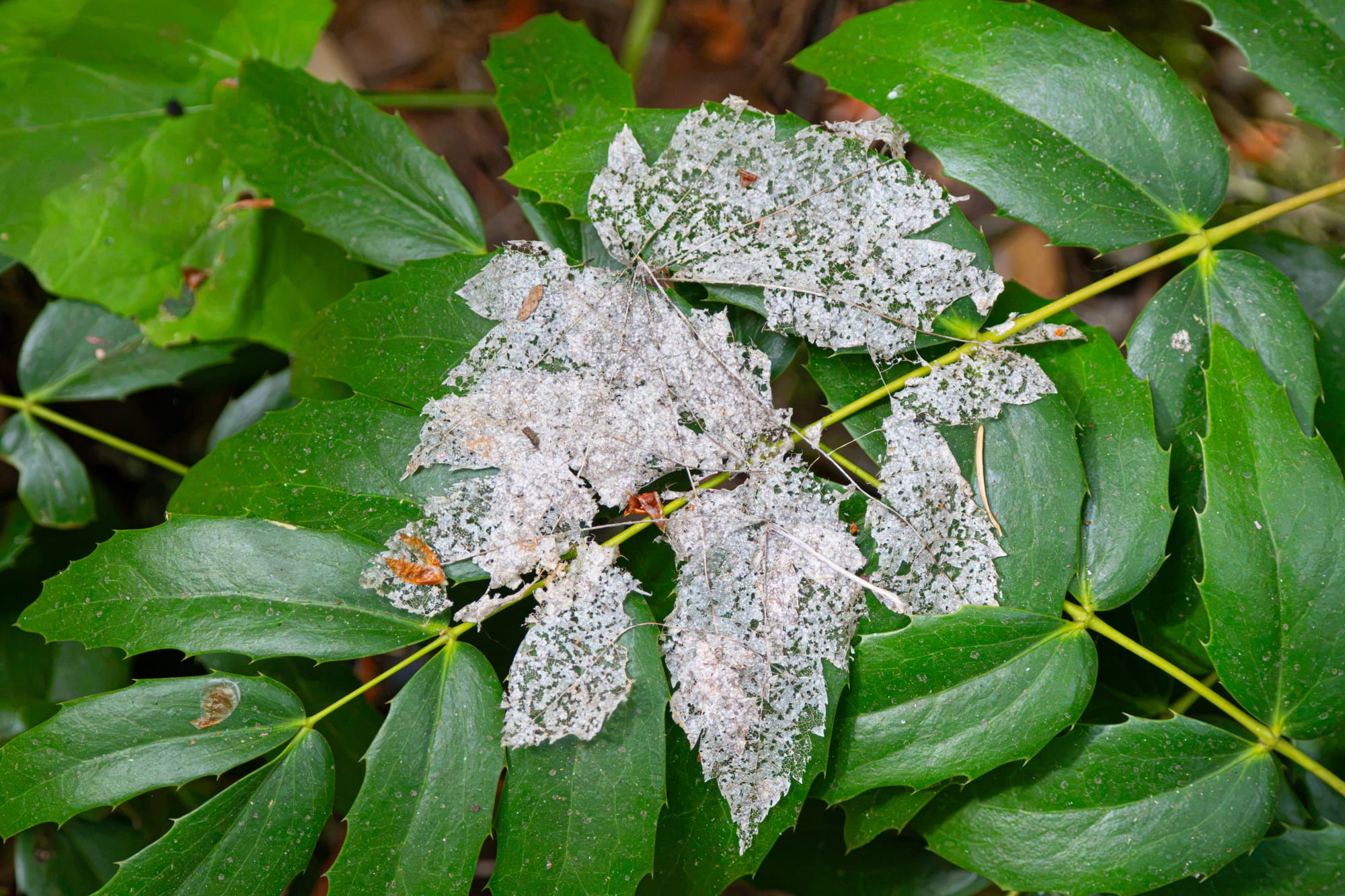 decomposing leaf