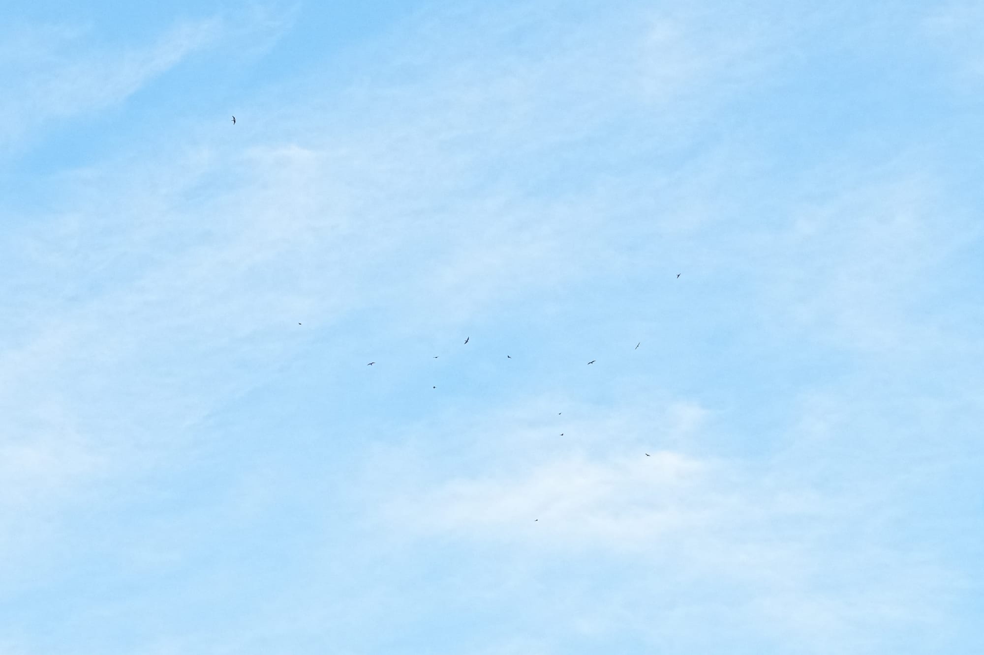common nighthawks