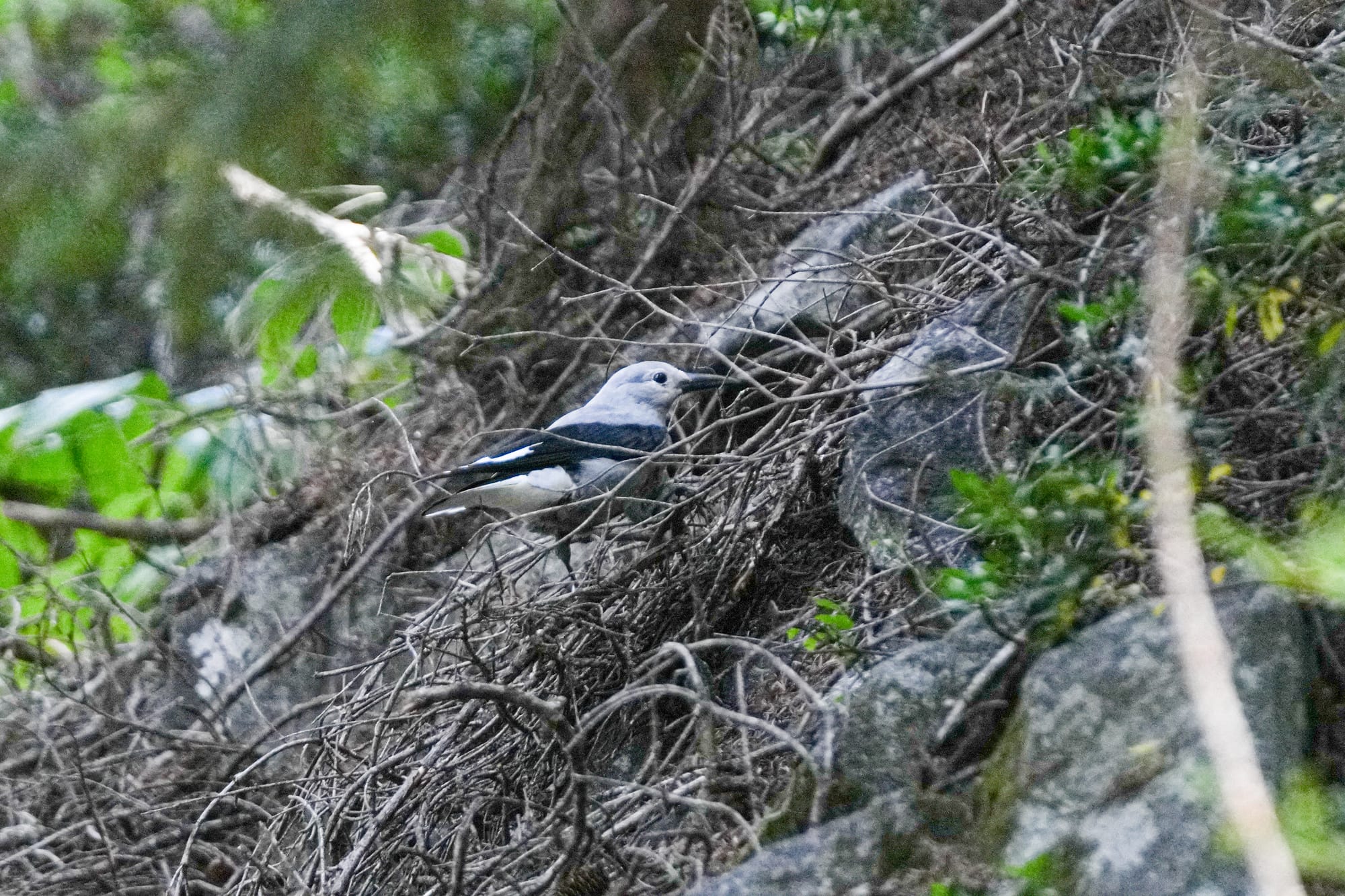 Clark's nutcracker