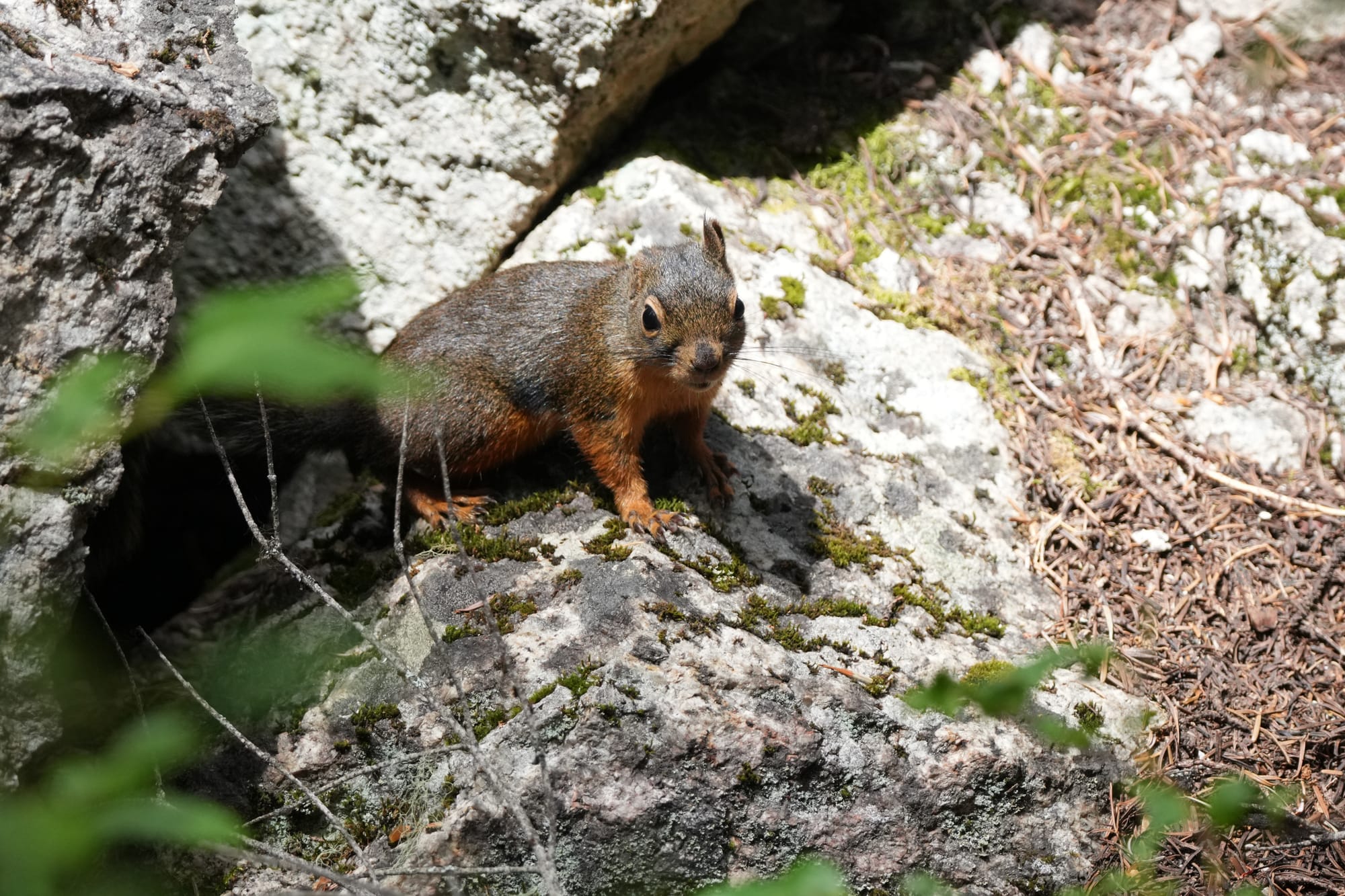 Douglas squirrel