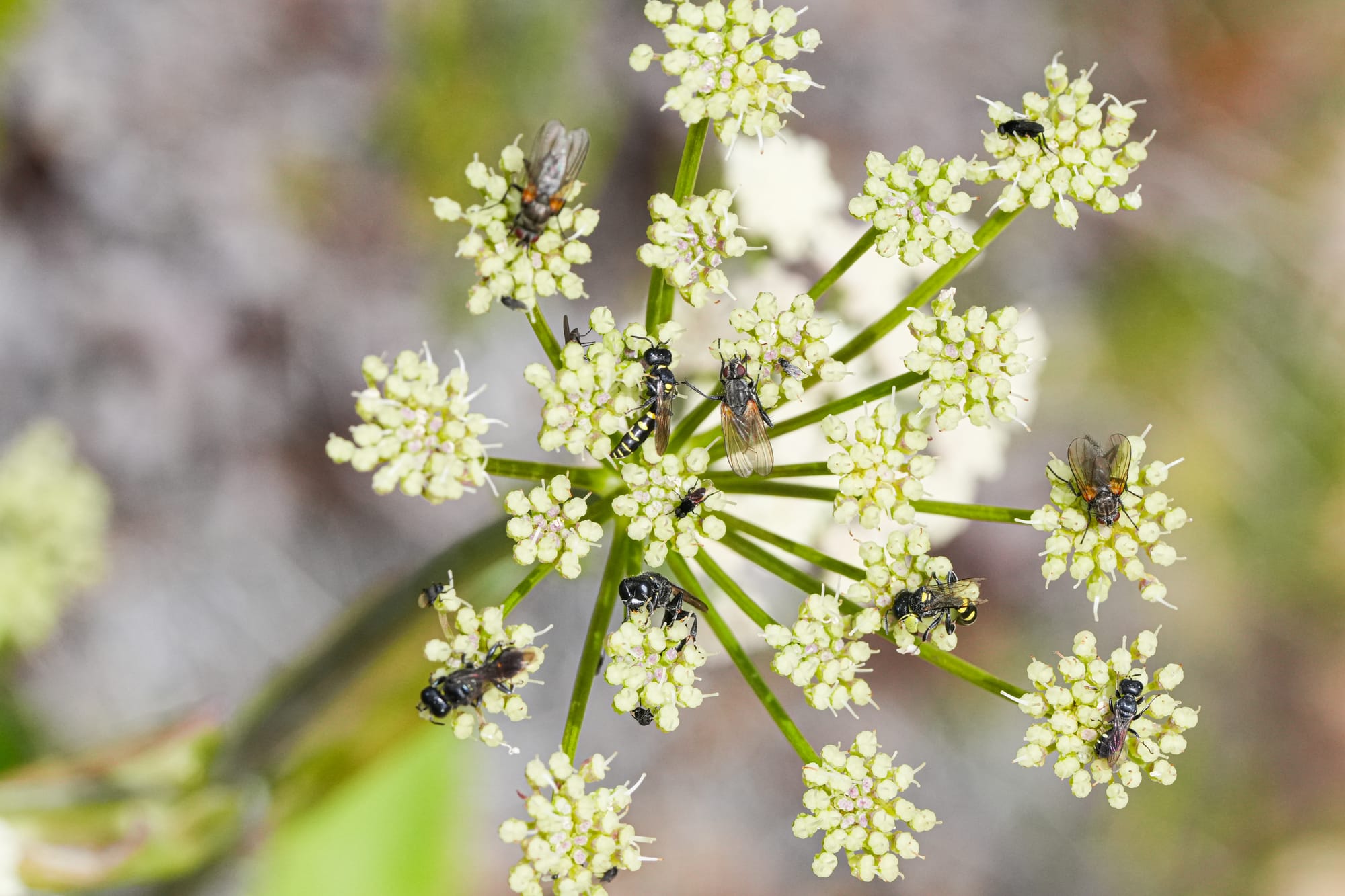 insects on flowers