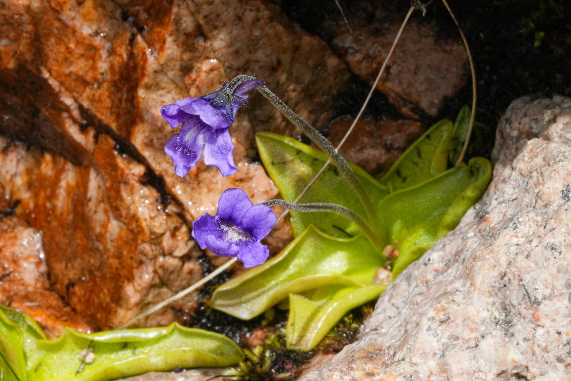 common butterwort