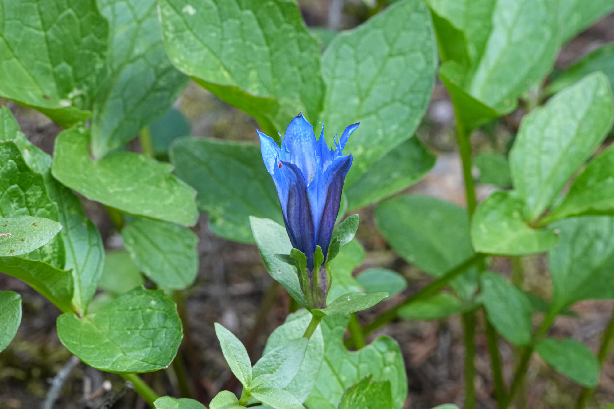 gentain flower