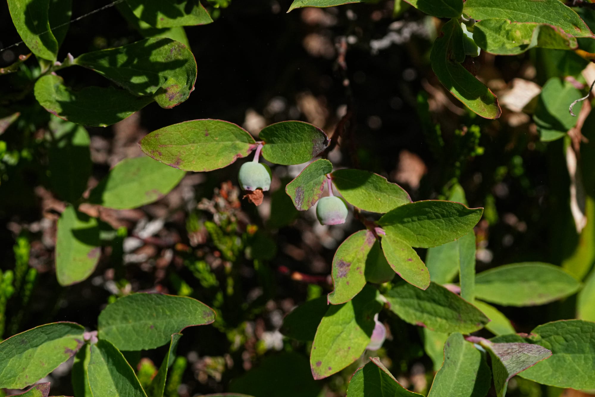 Cascade huckleberry