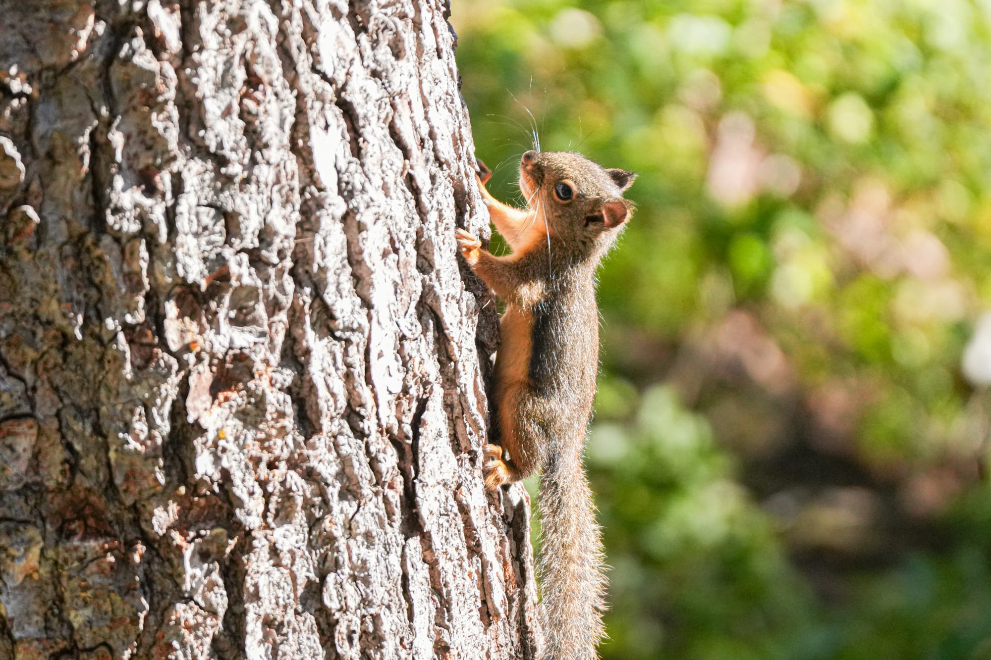 hybrid squirrel?
