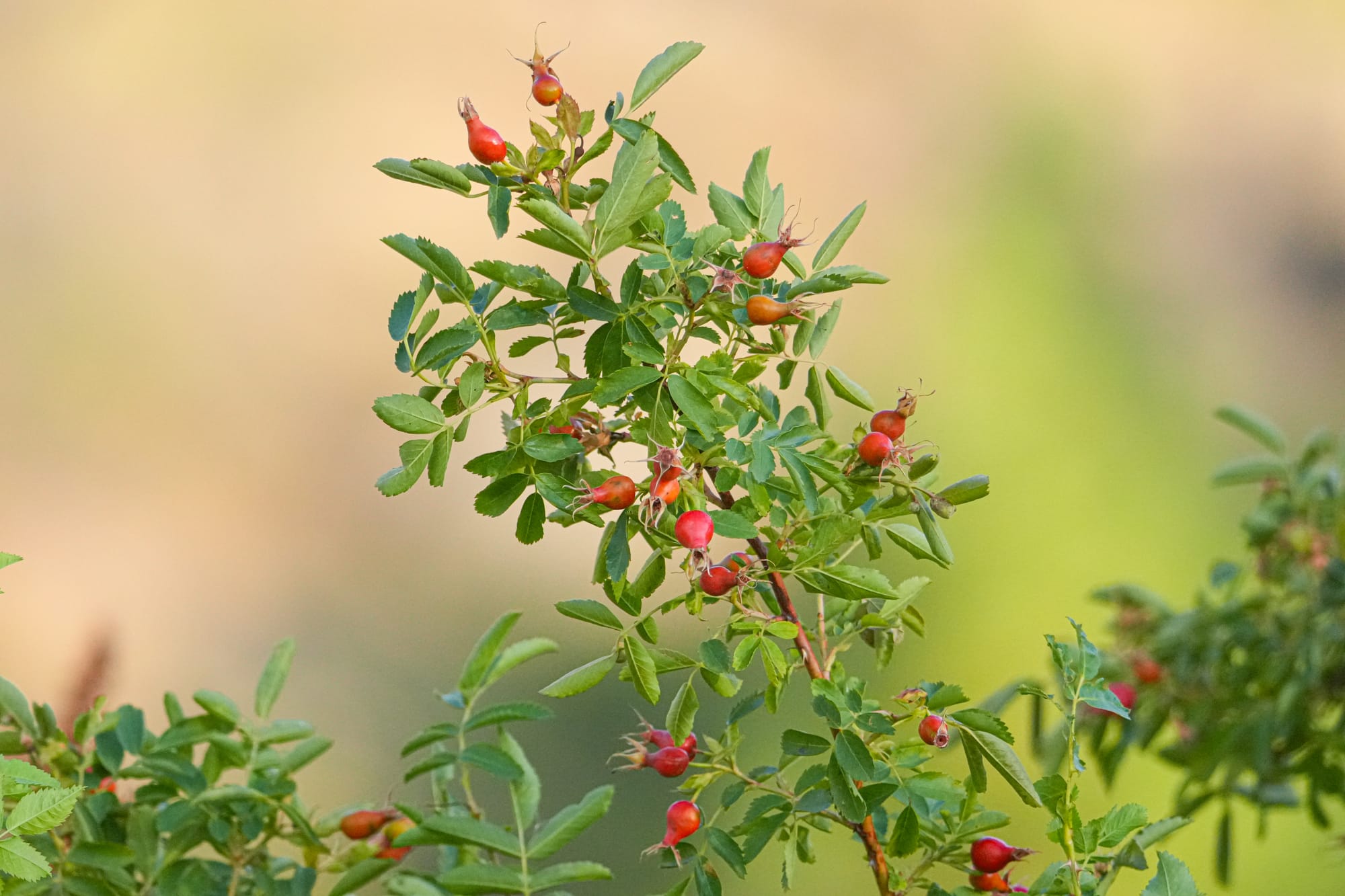 rose hips