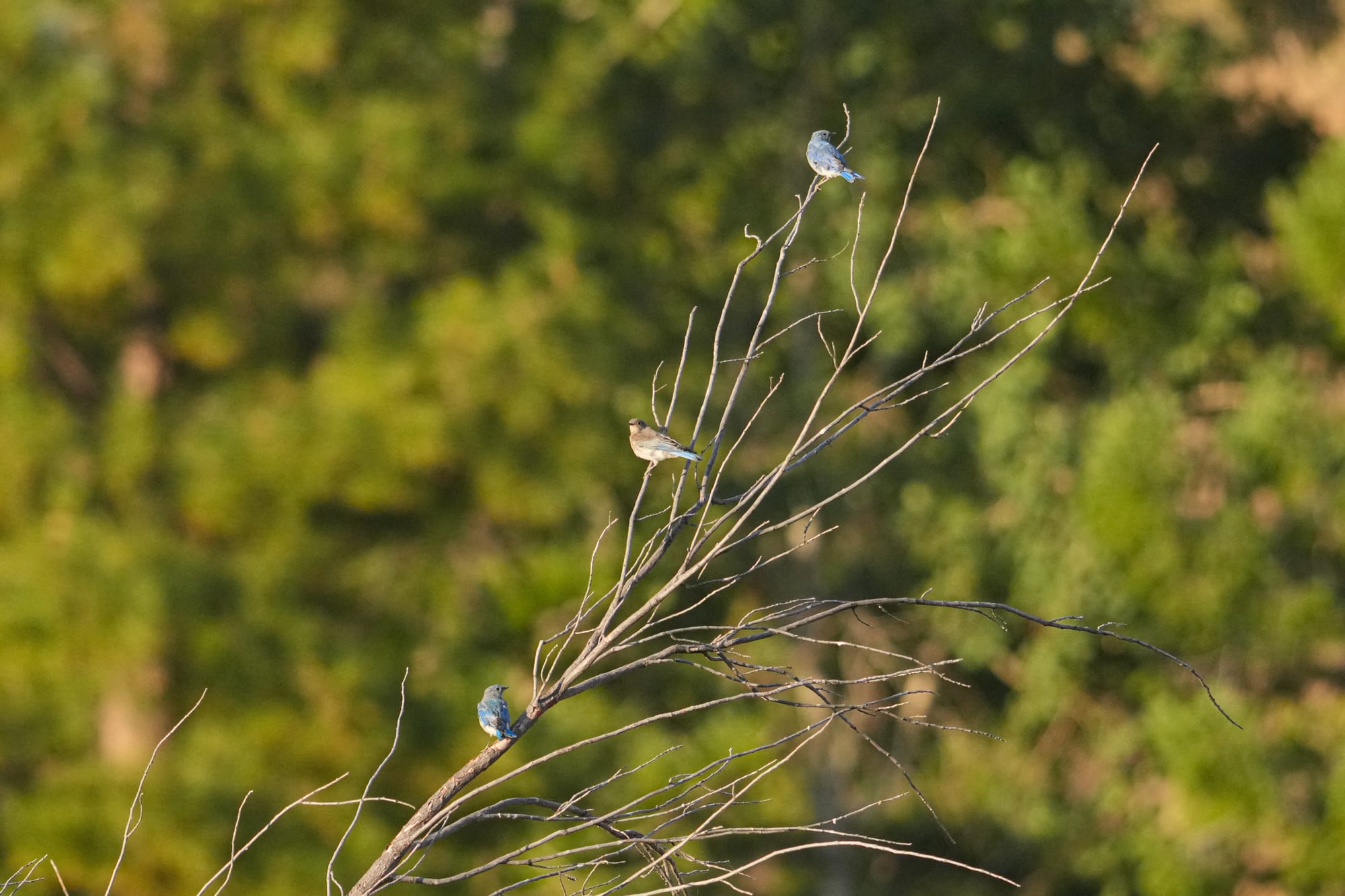 mountain bluebirds