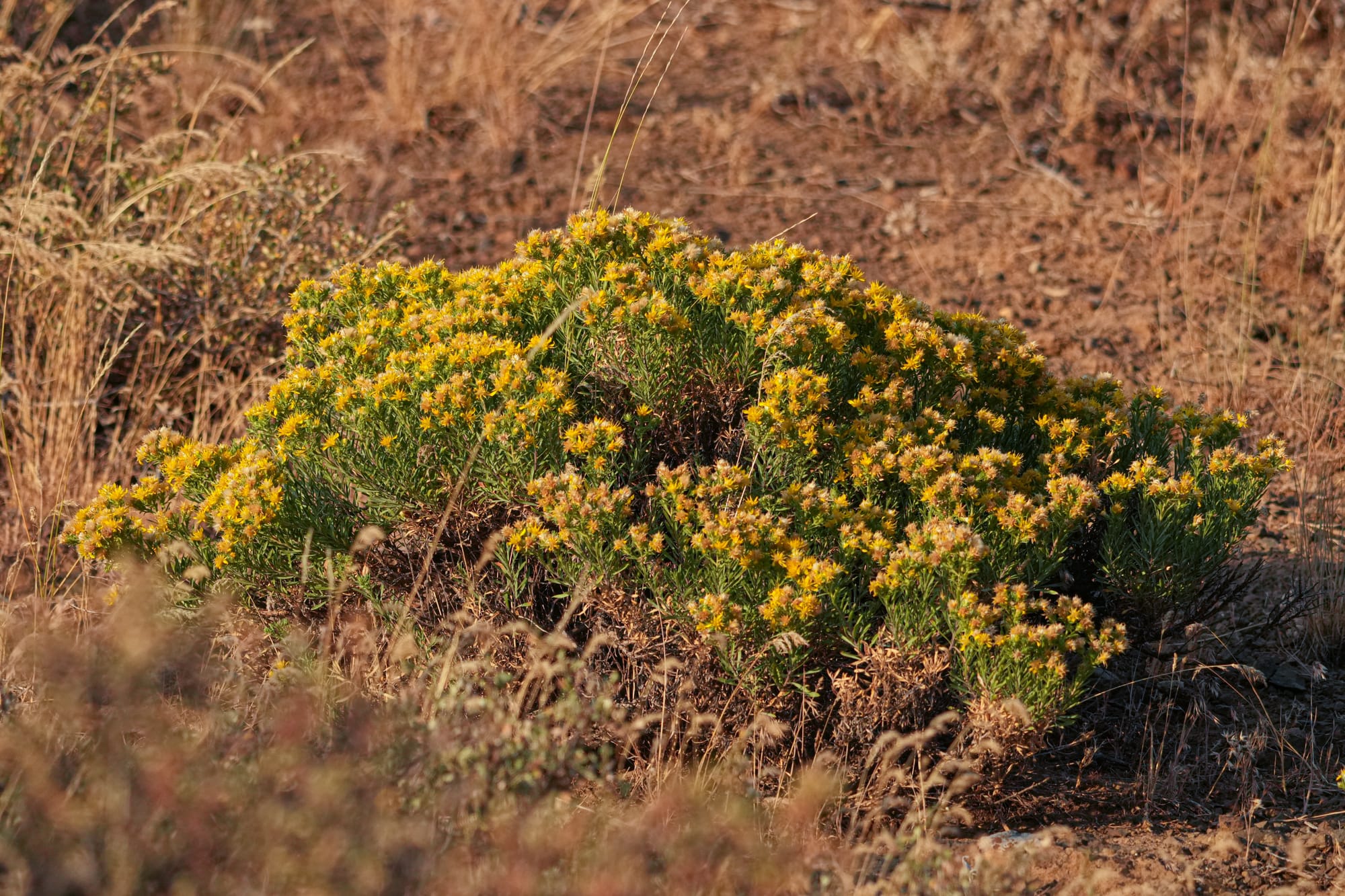 rabbitbrush