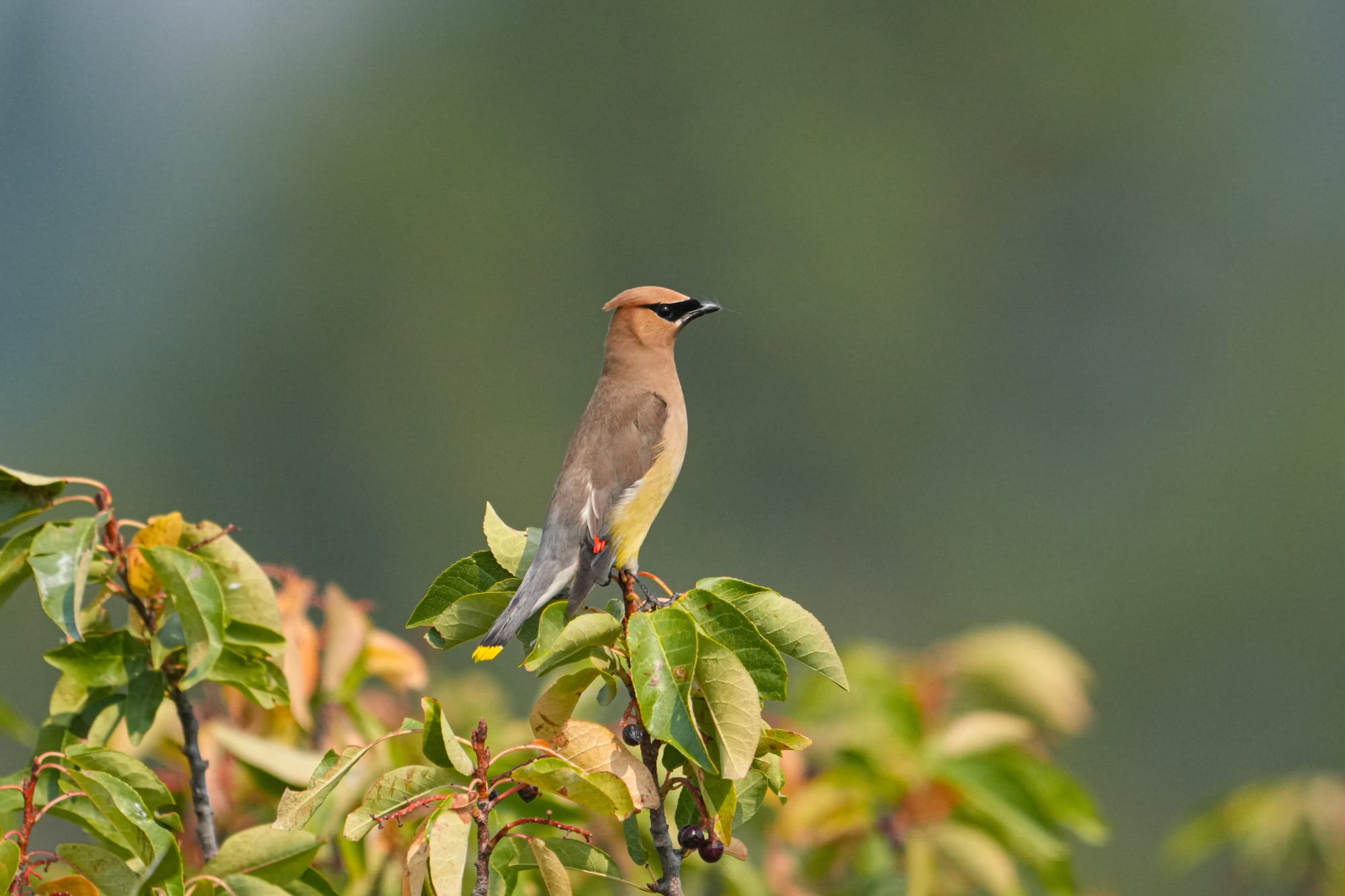 cedar waxwing
