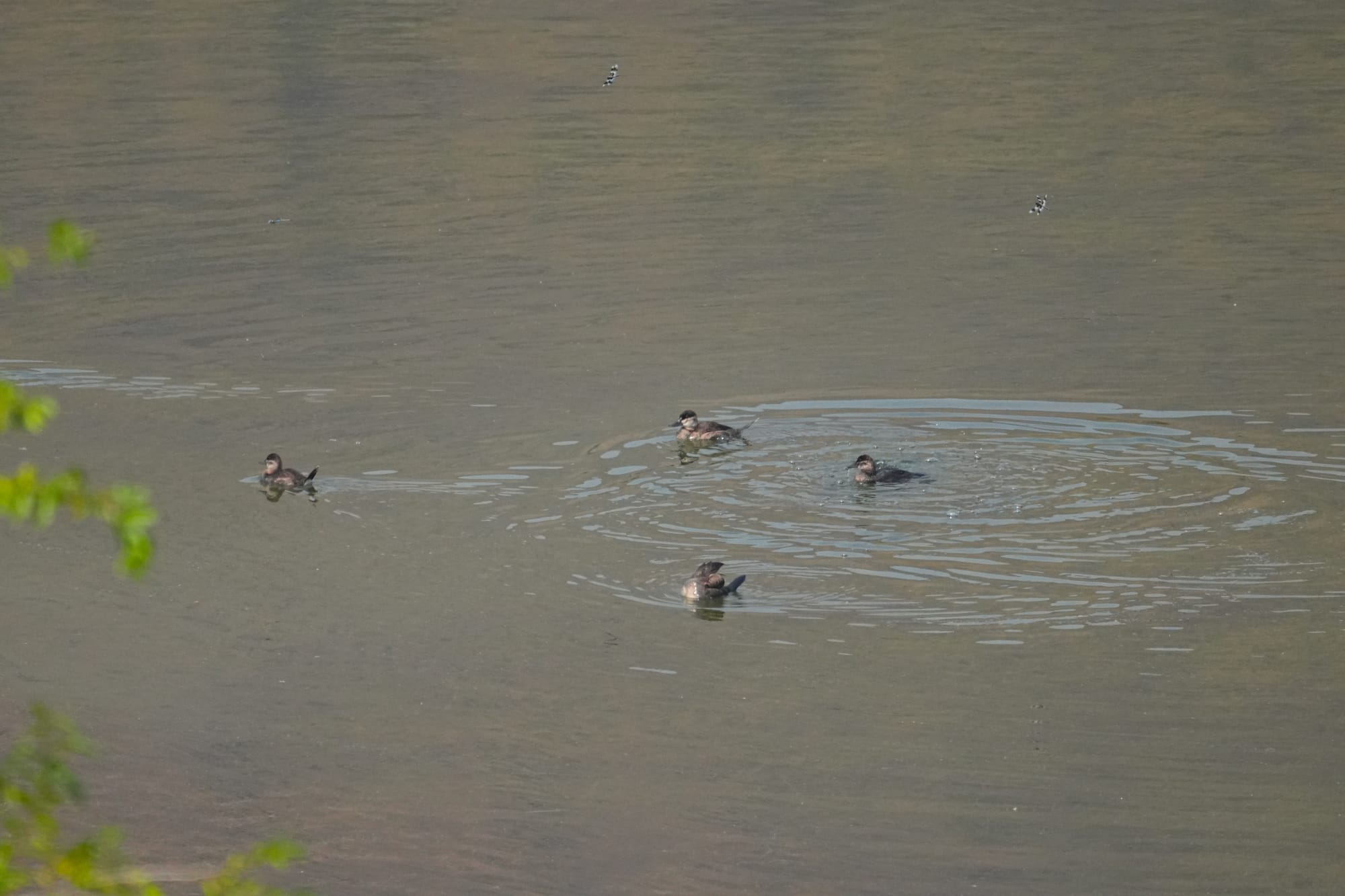 ruddy ducks