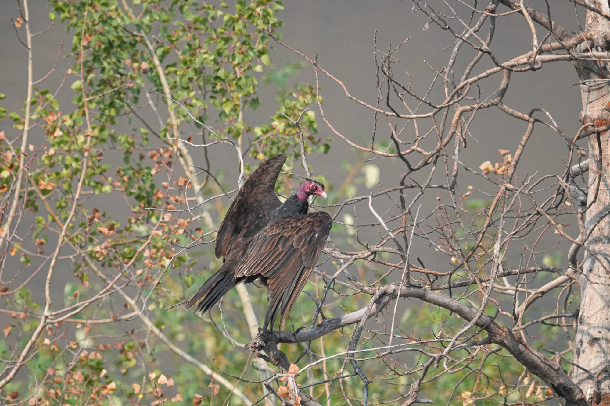 turkey vulture