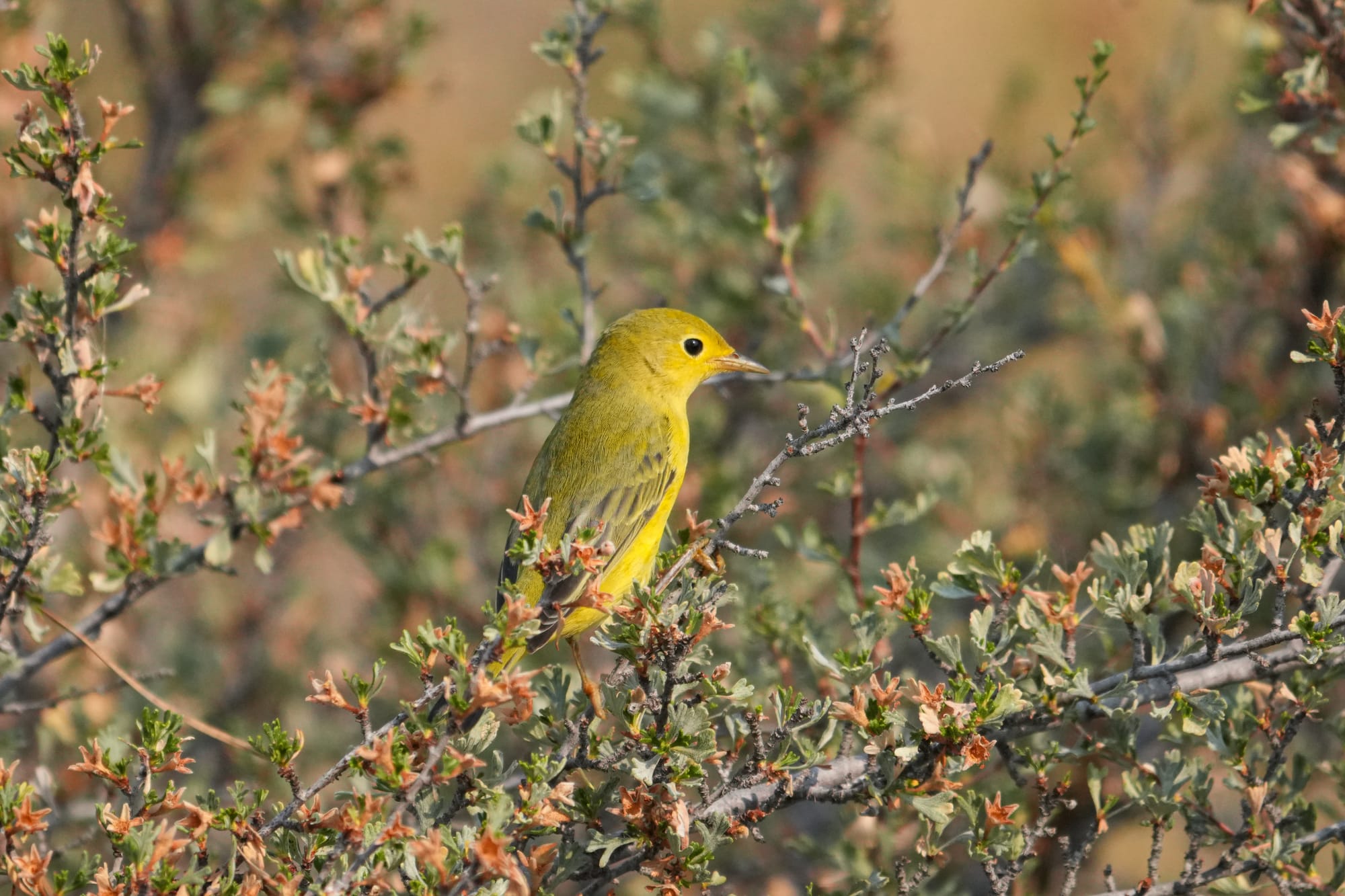 yellow warbler