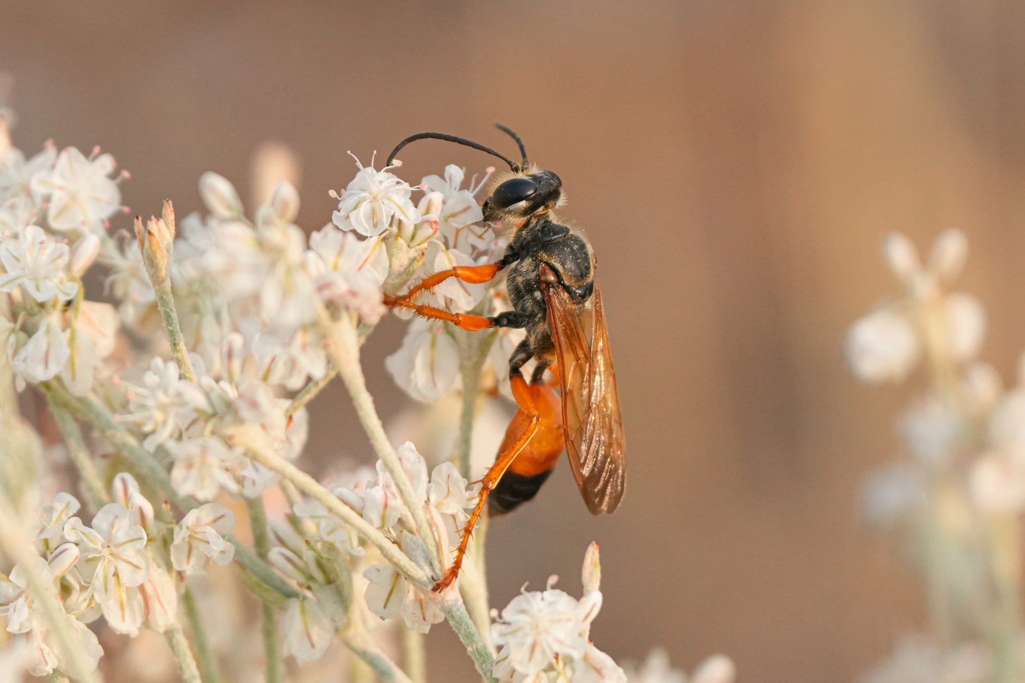 wasp on flower