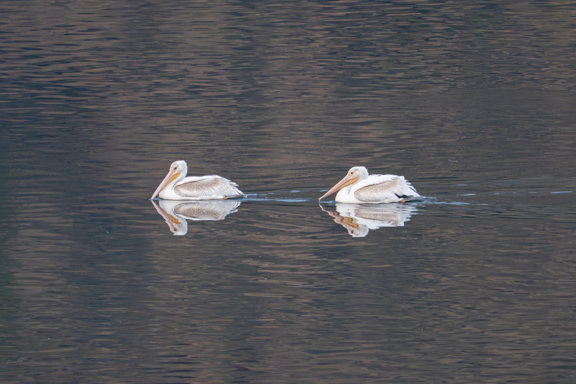 American white pelicans
